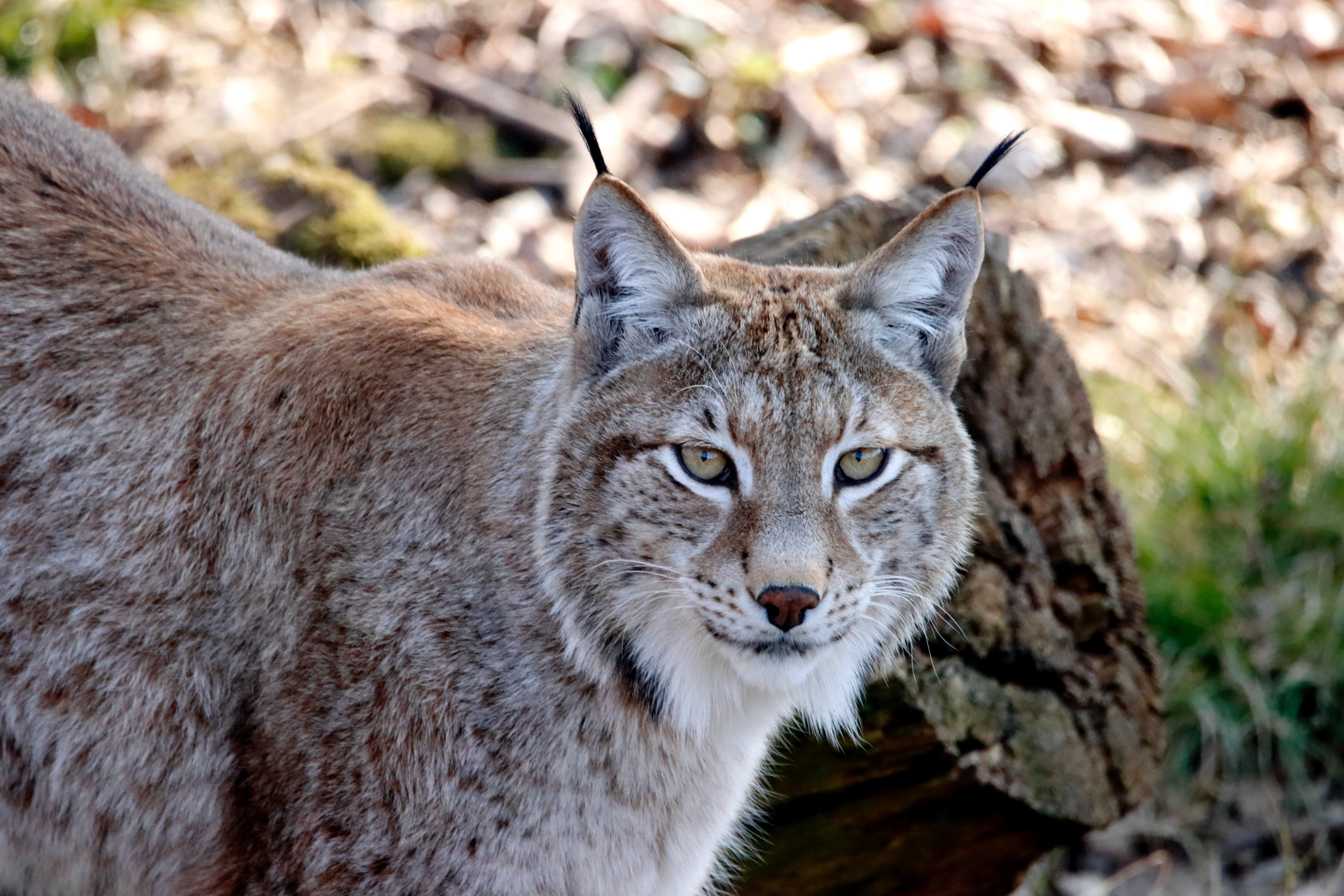 Bobcats Wallpapers