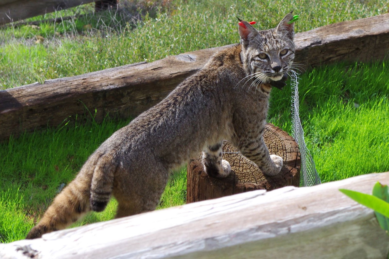 Bobcats Wallpapers