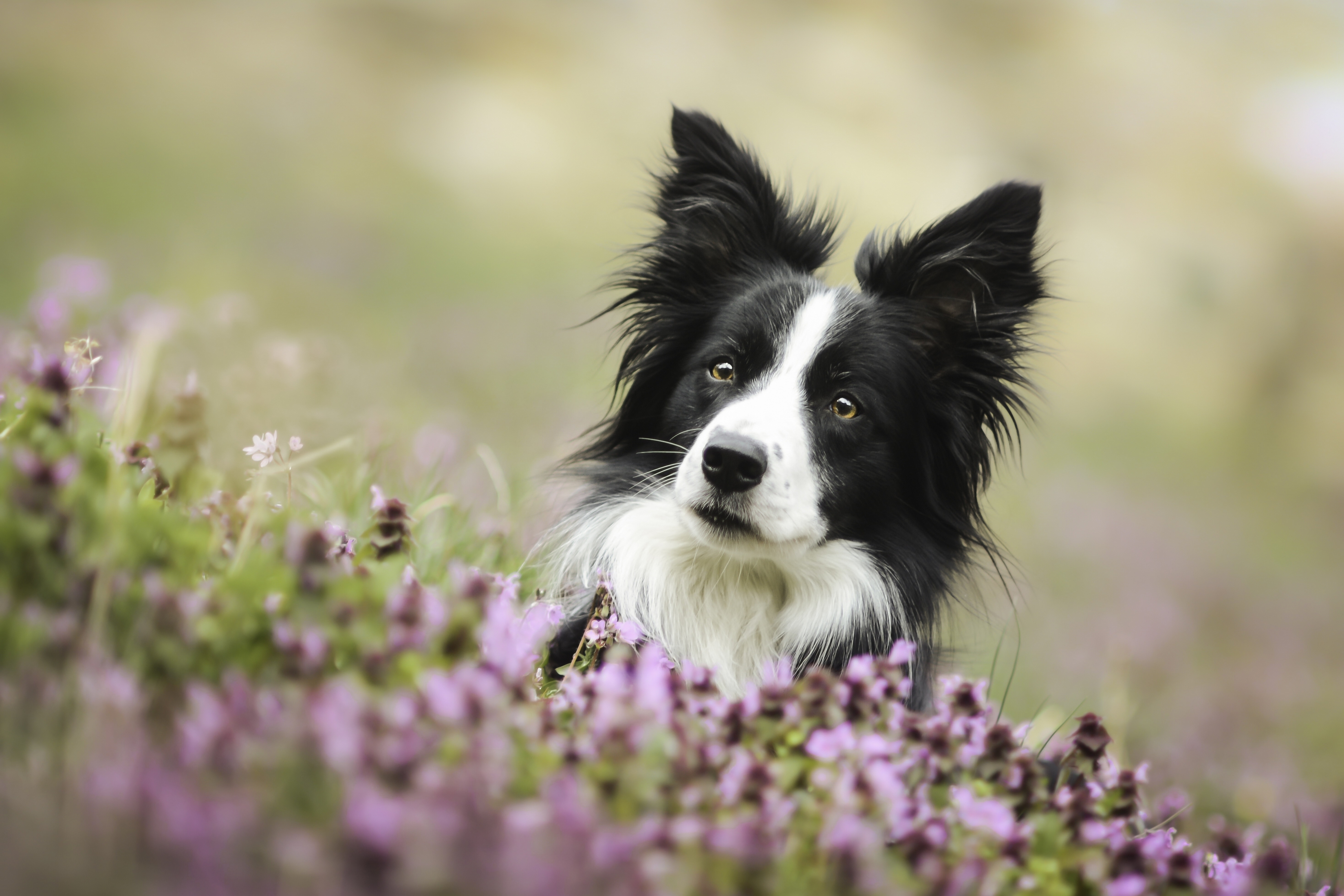 Border Collie Wallpapers