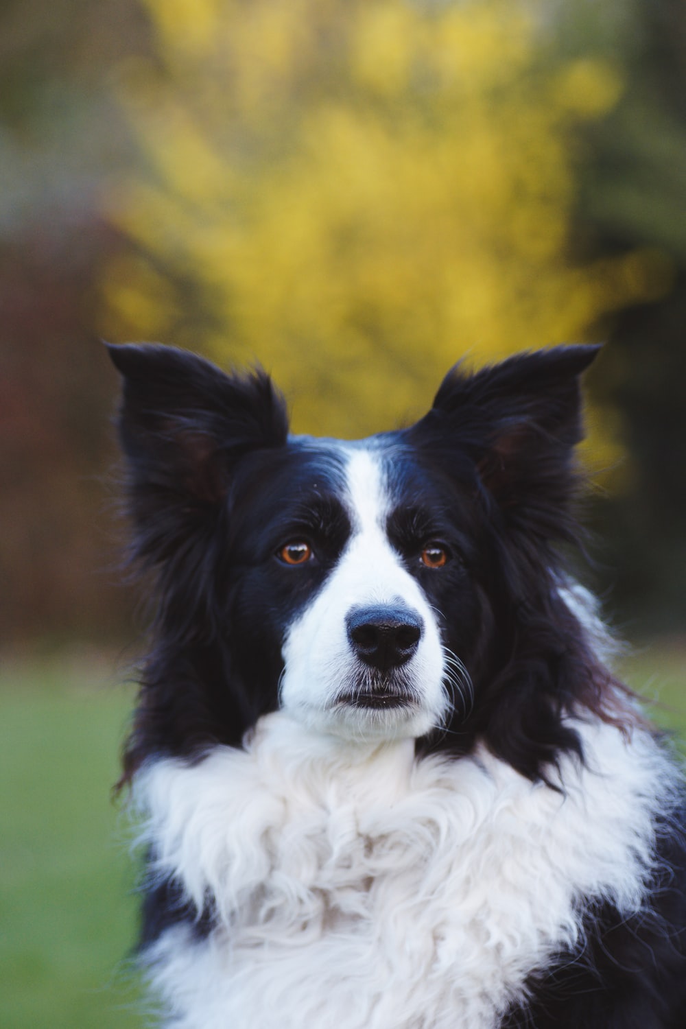 Border Collie Wallpapers