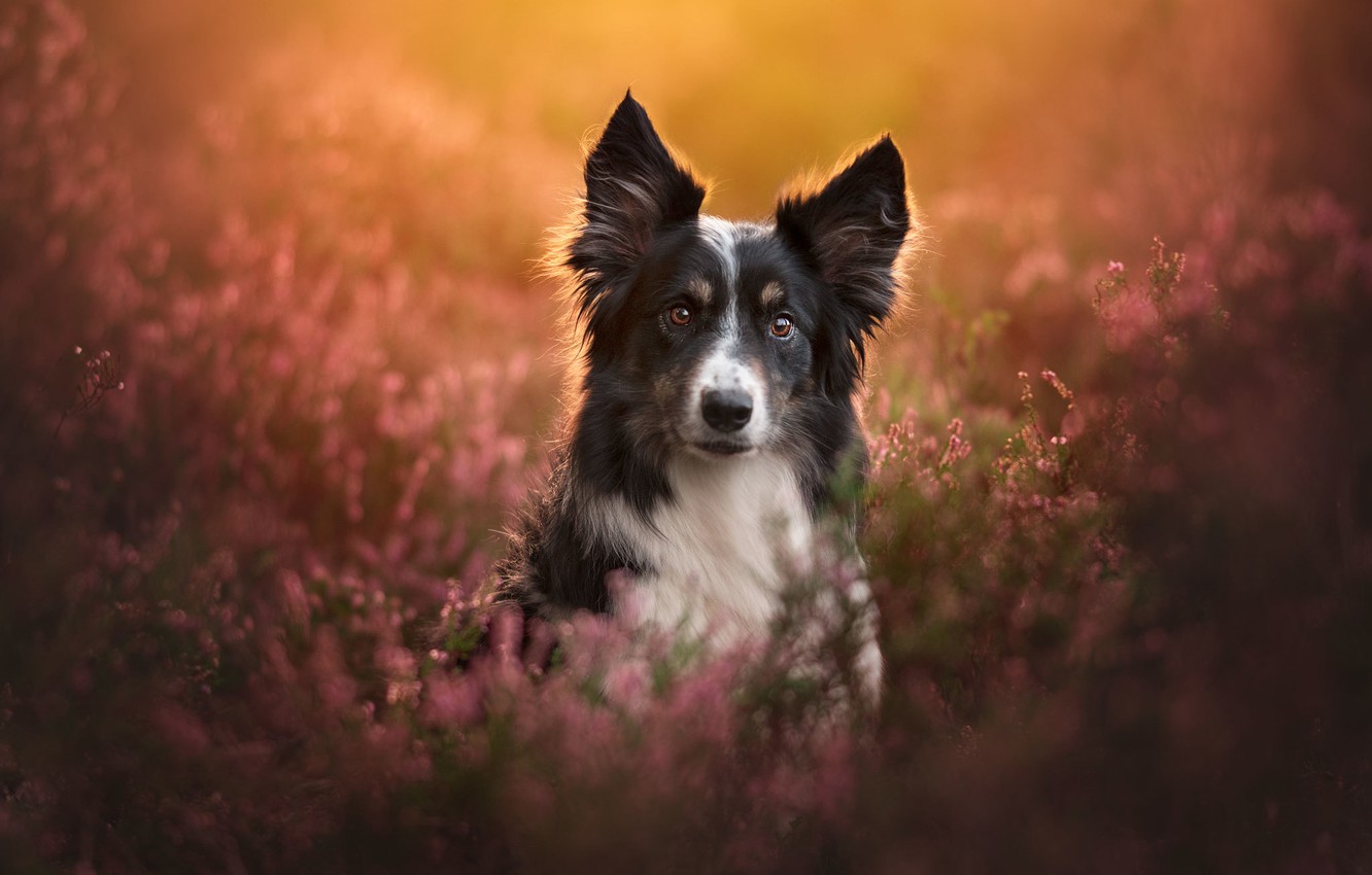 Border Collie Wallpapers