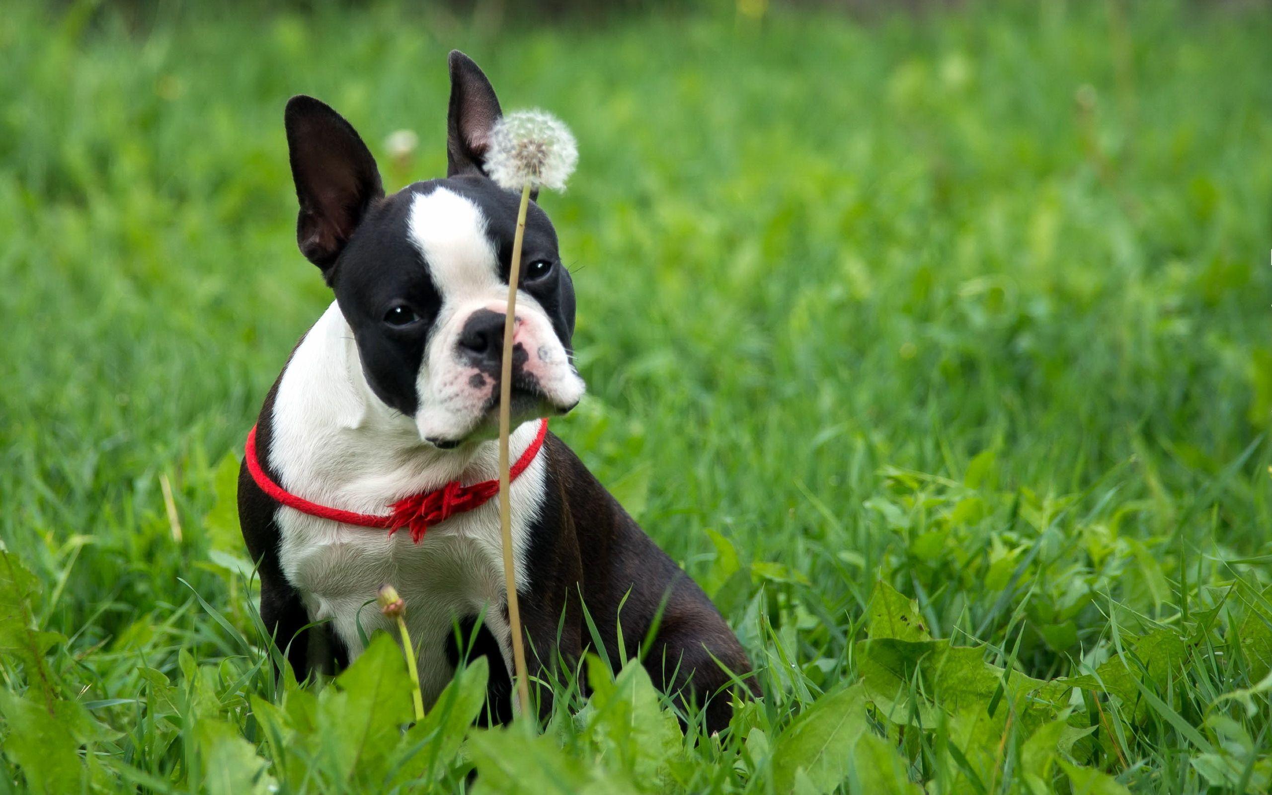 Boston Terrier Wallpapers