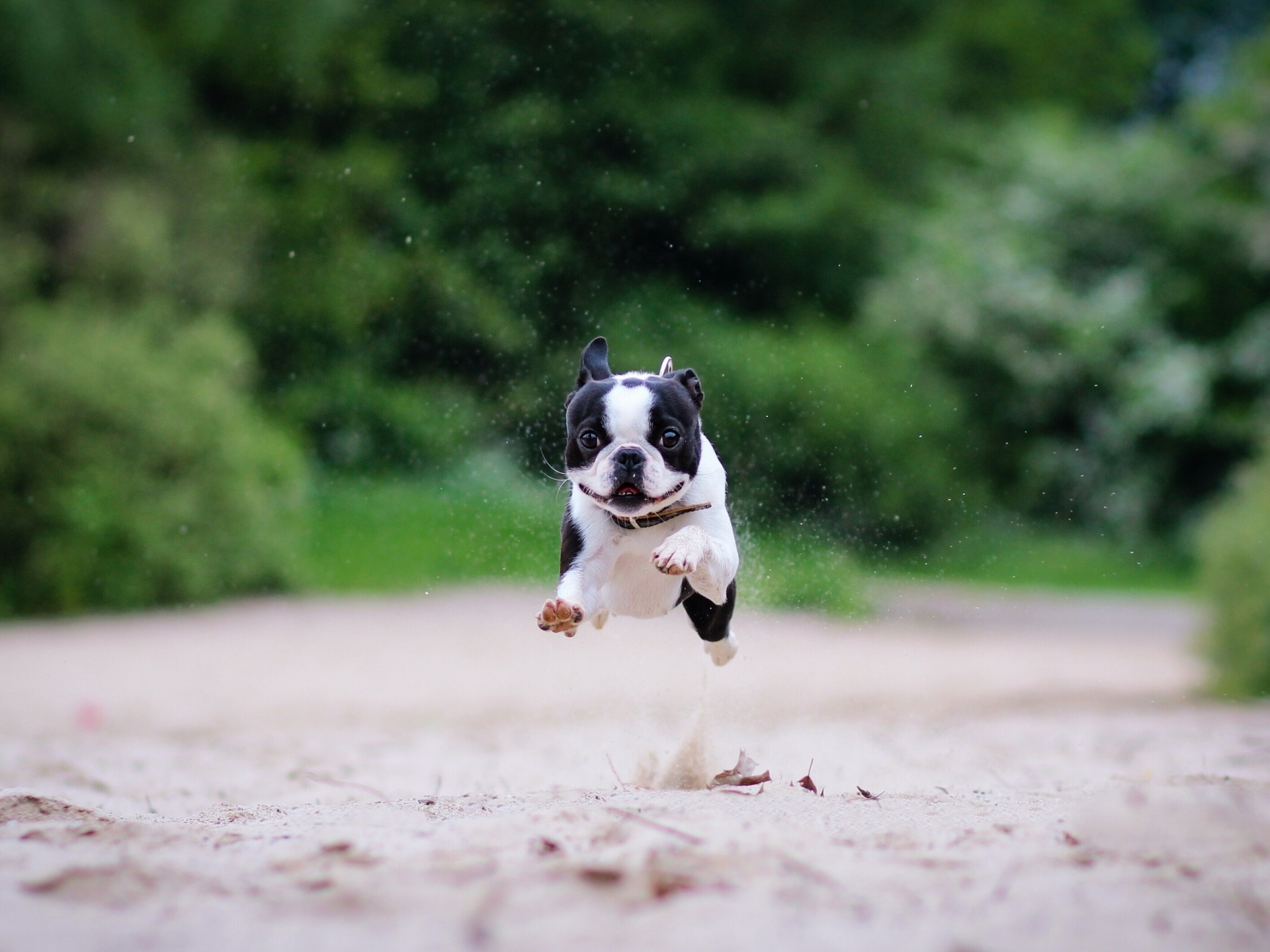 Boston Terrier Wallpapers