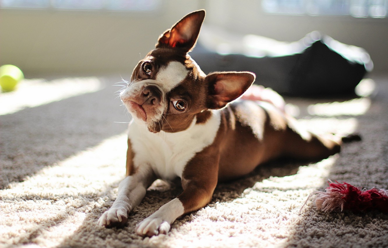 Boston Terrier Wallpapers