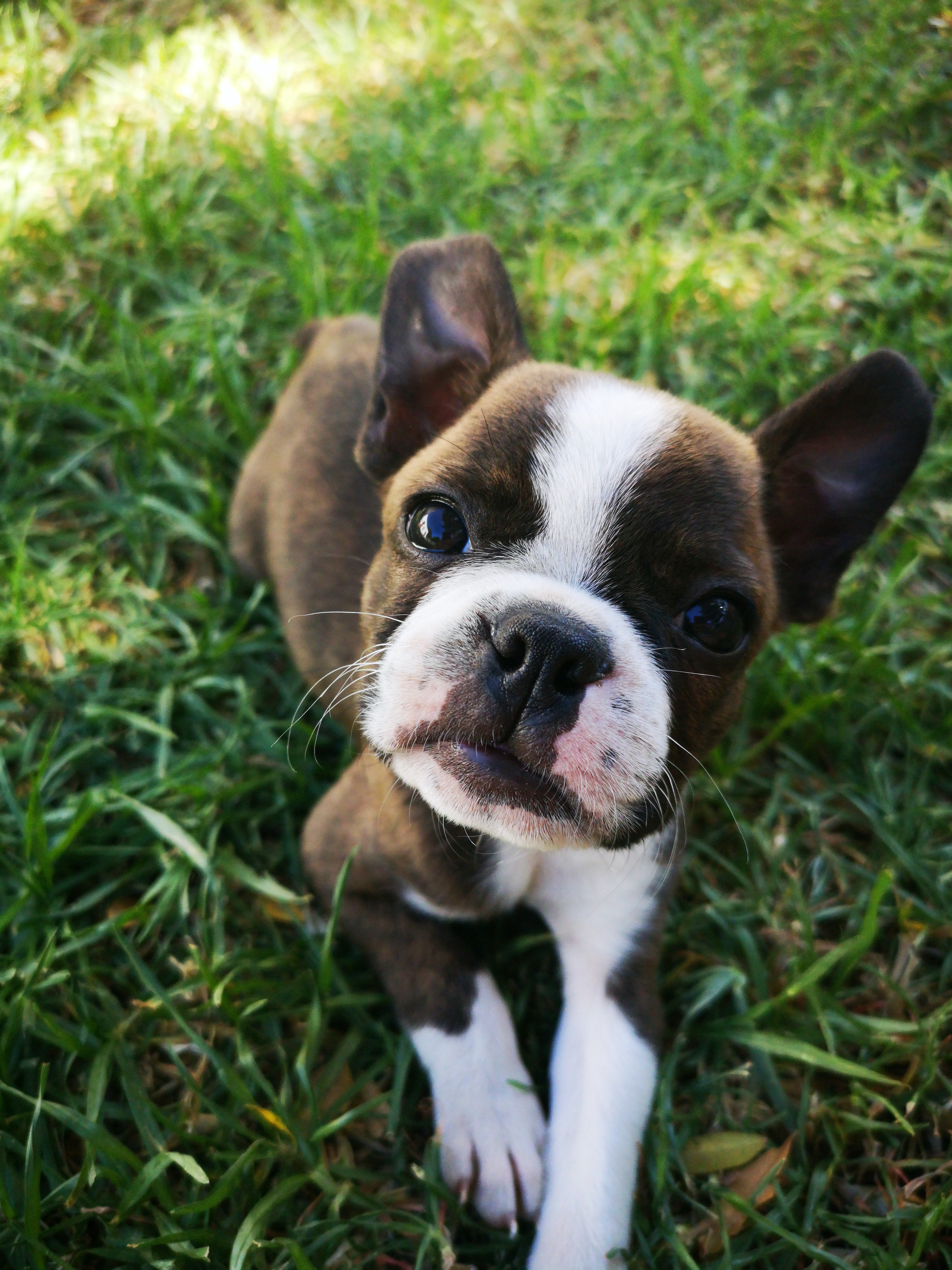 Boston Terrier Wallpapers