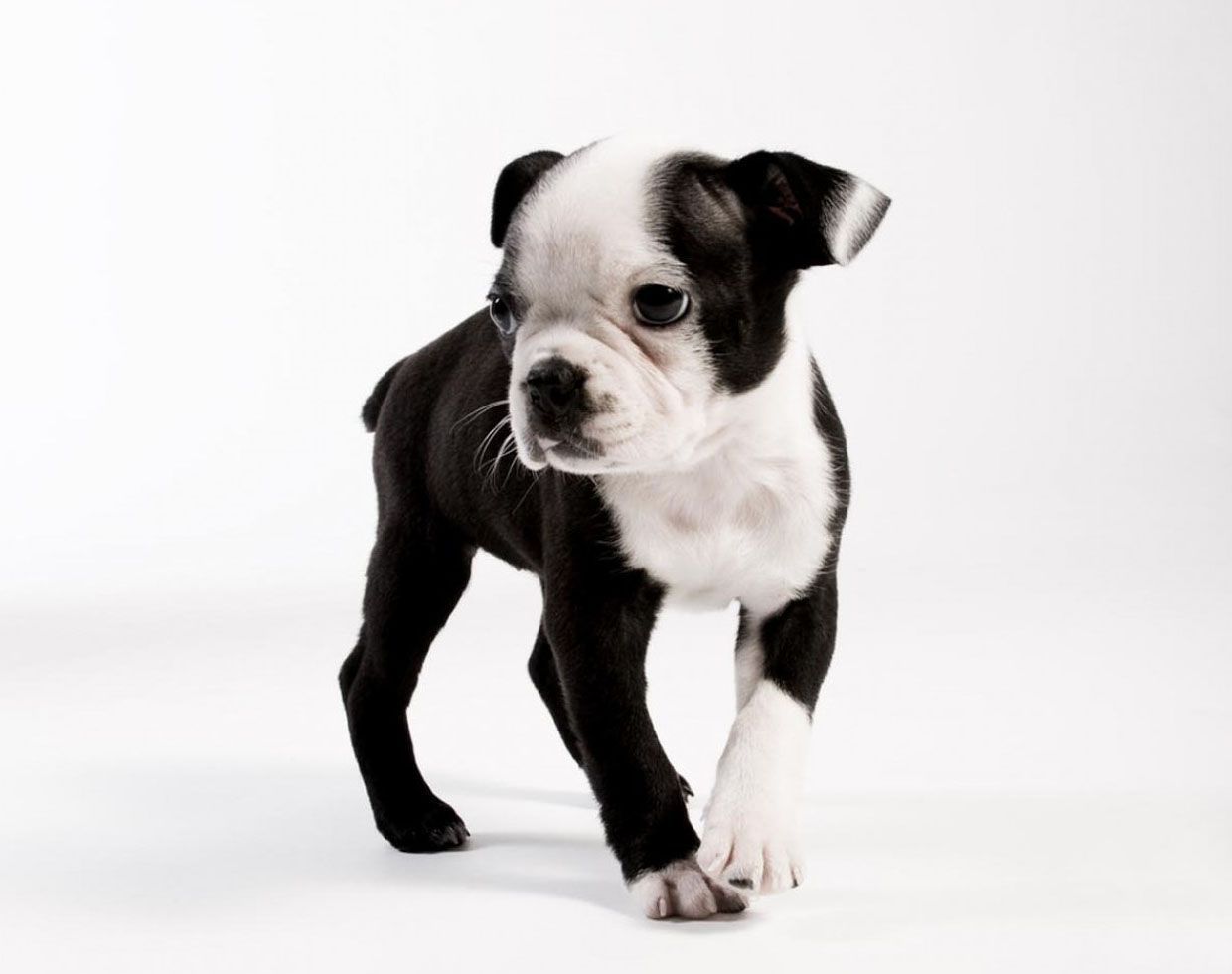 Boston Terrier Wallpapers