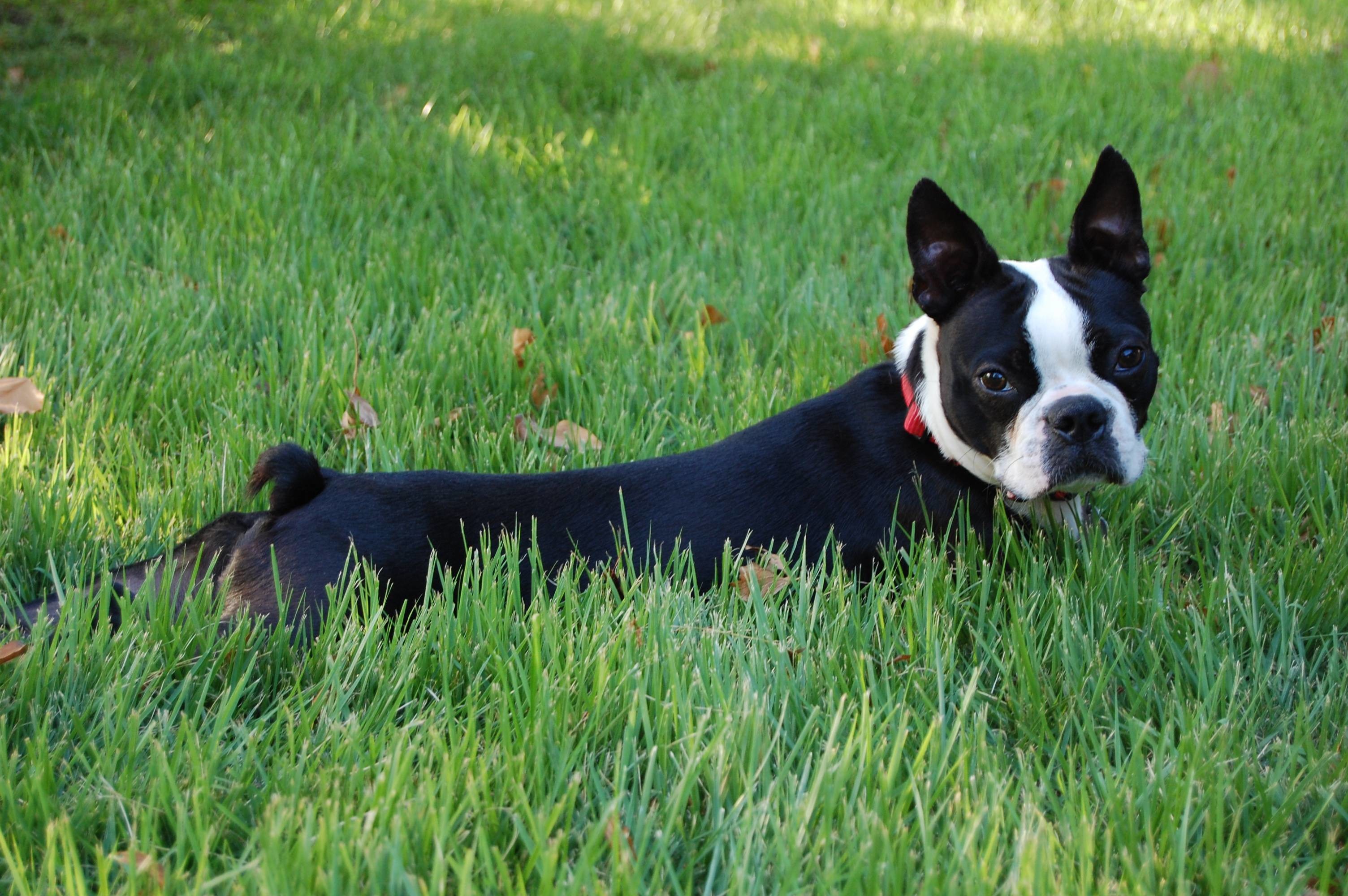 Boston Terrier Wallpapers