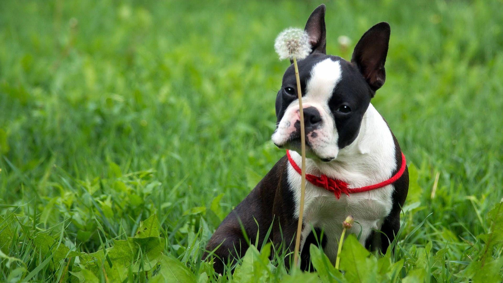 Boston Terrier Wallpapers