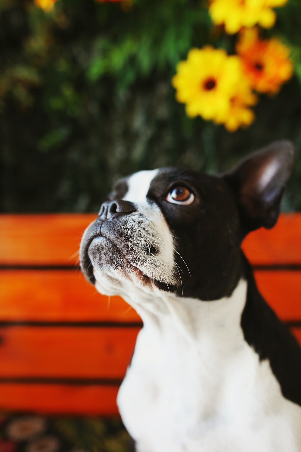 Boston Terrier Wallpapers