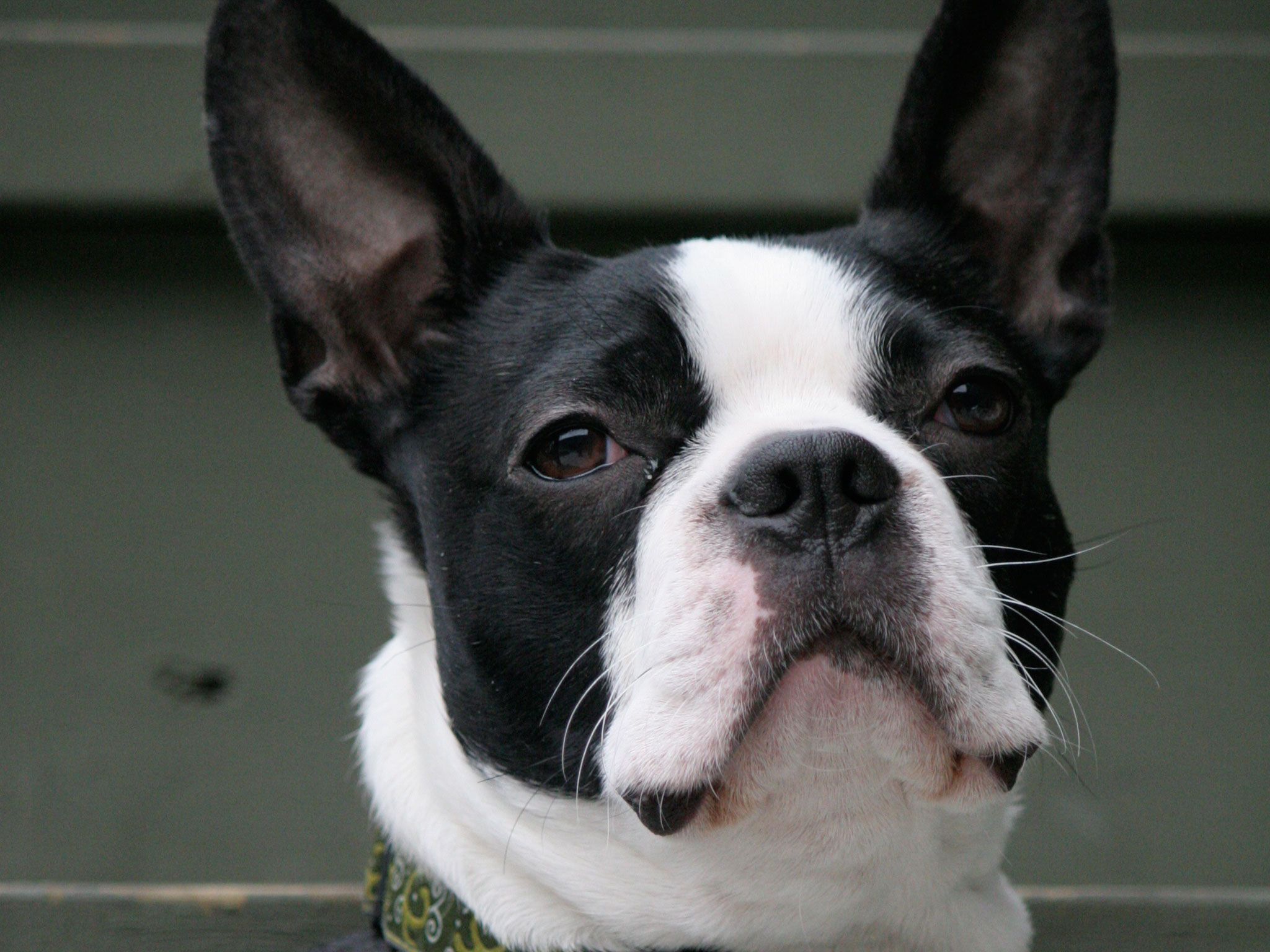 Boston Terrier Wallpapers