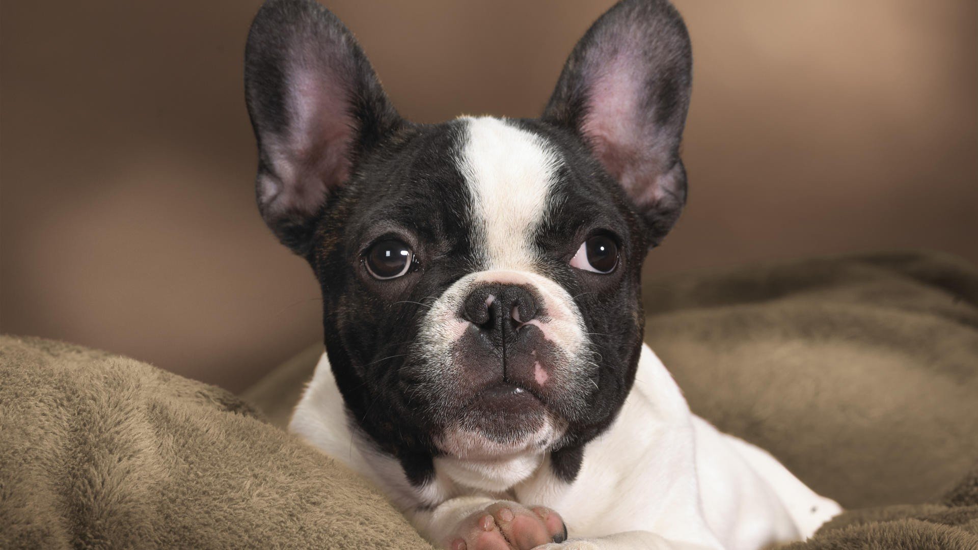 Boston Terrier Wallpapers