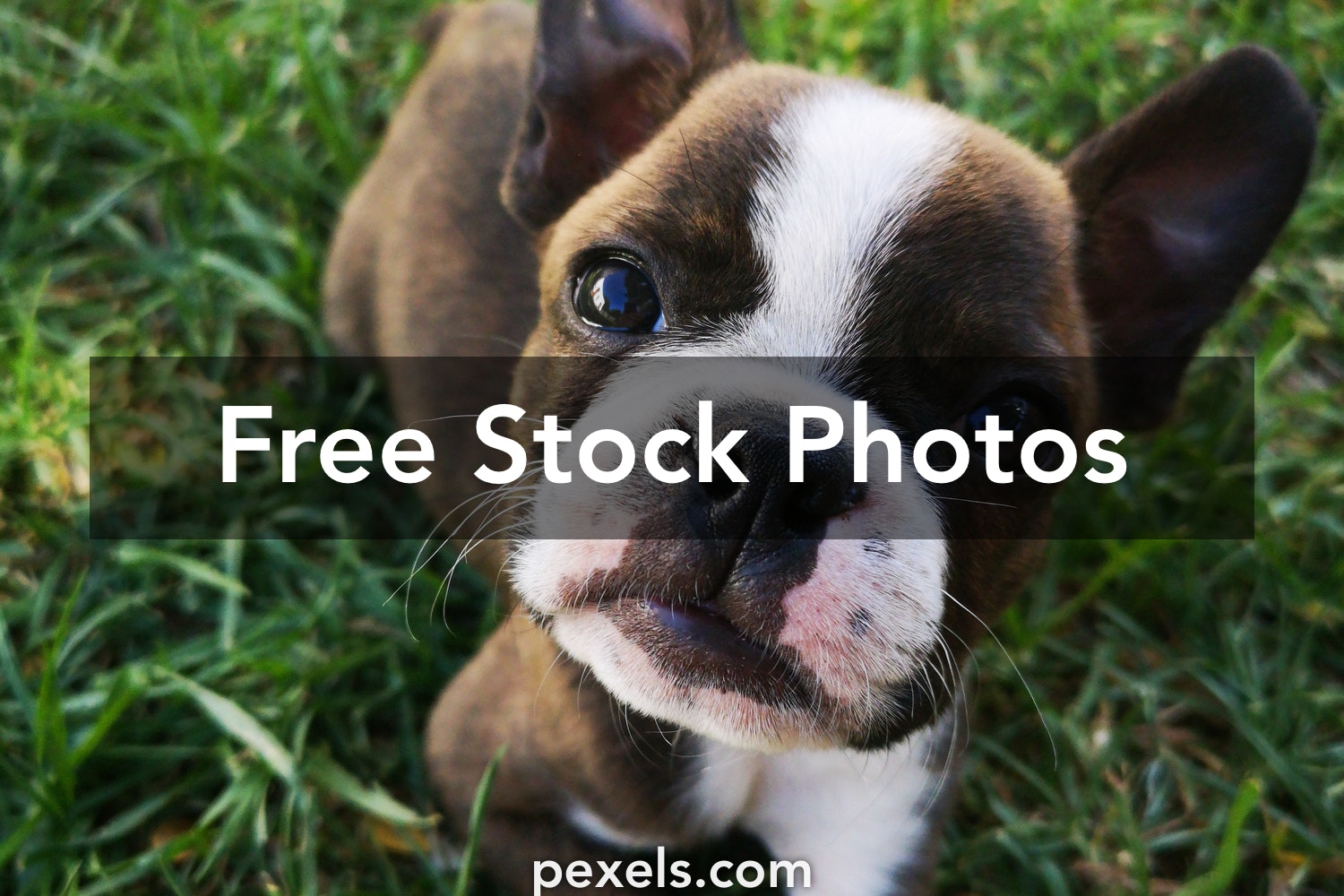 Boston Terrier Wallpapers