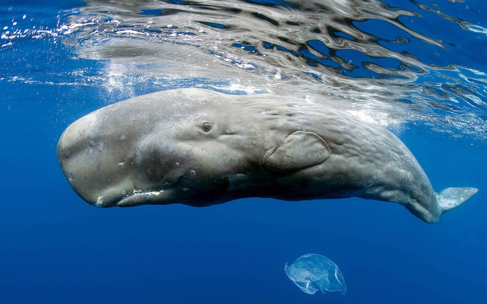 Bowhead Whales Wallpapers