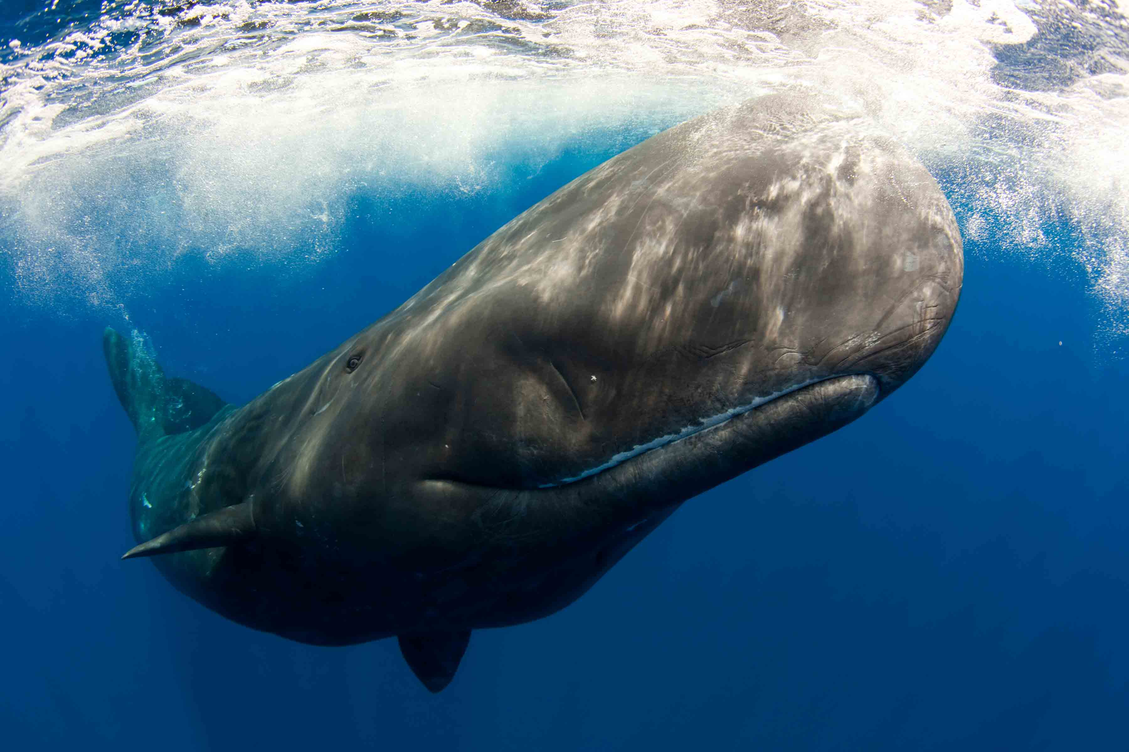 Bowhead Whales Wallpapers