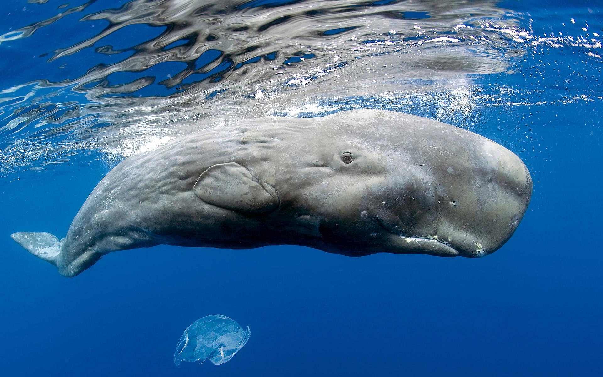 Bowhead Whales Wallpapers