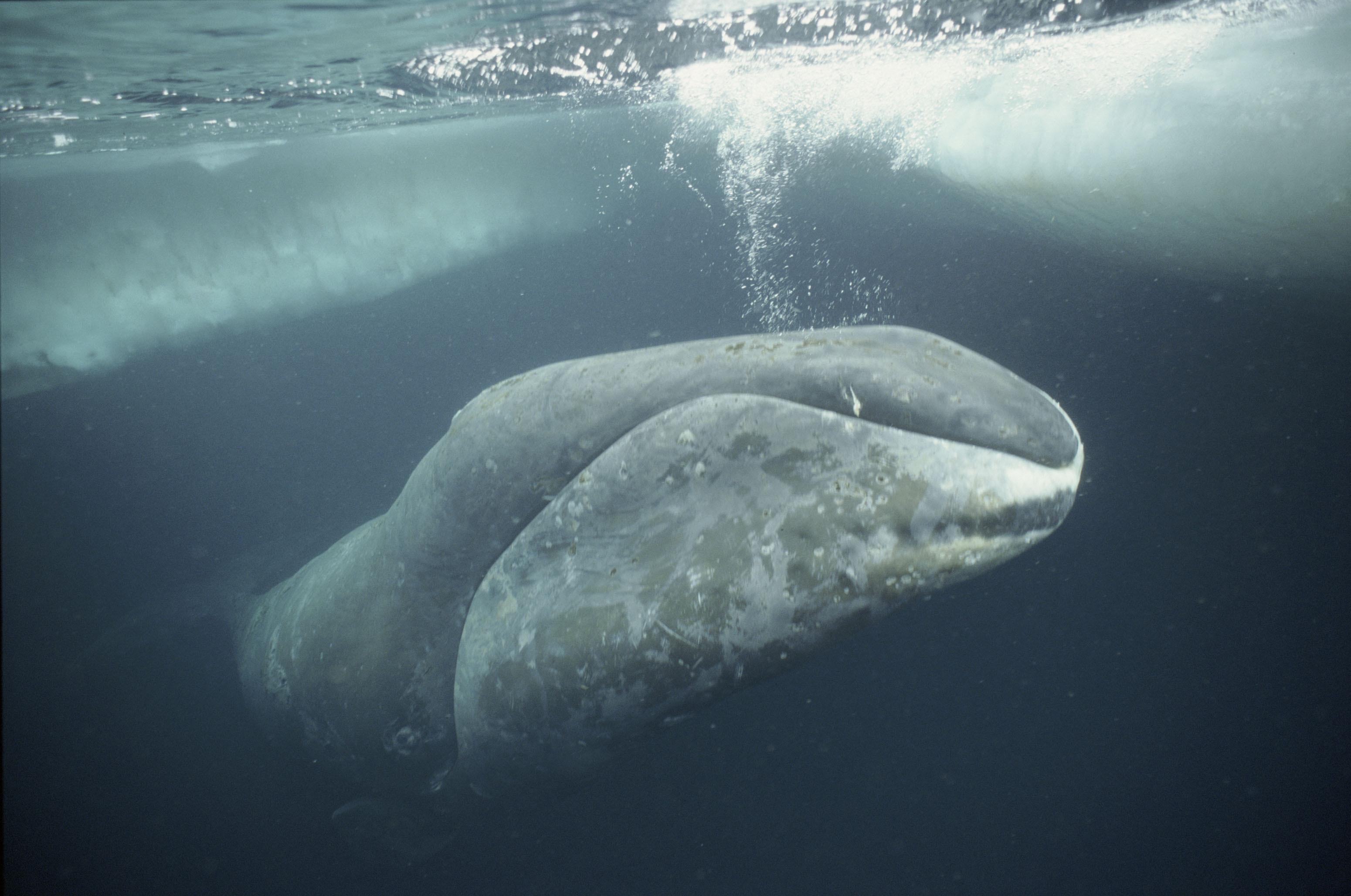 Bowhead Whales Wallpapers