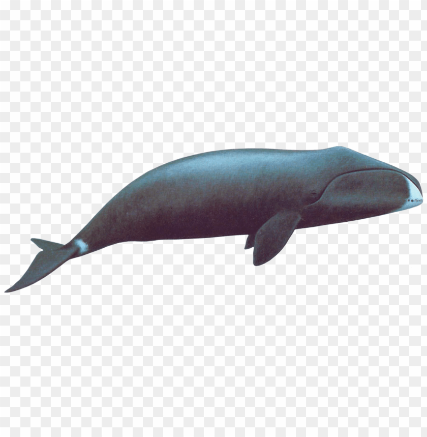 Bowhead Whales Wallpapers