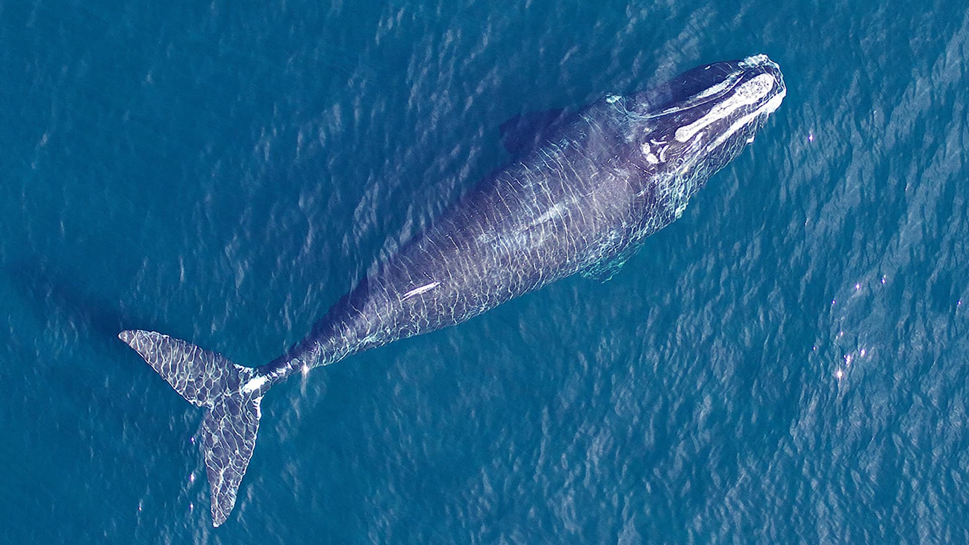 Bowhead Whales Wallpapers