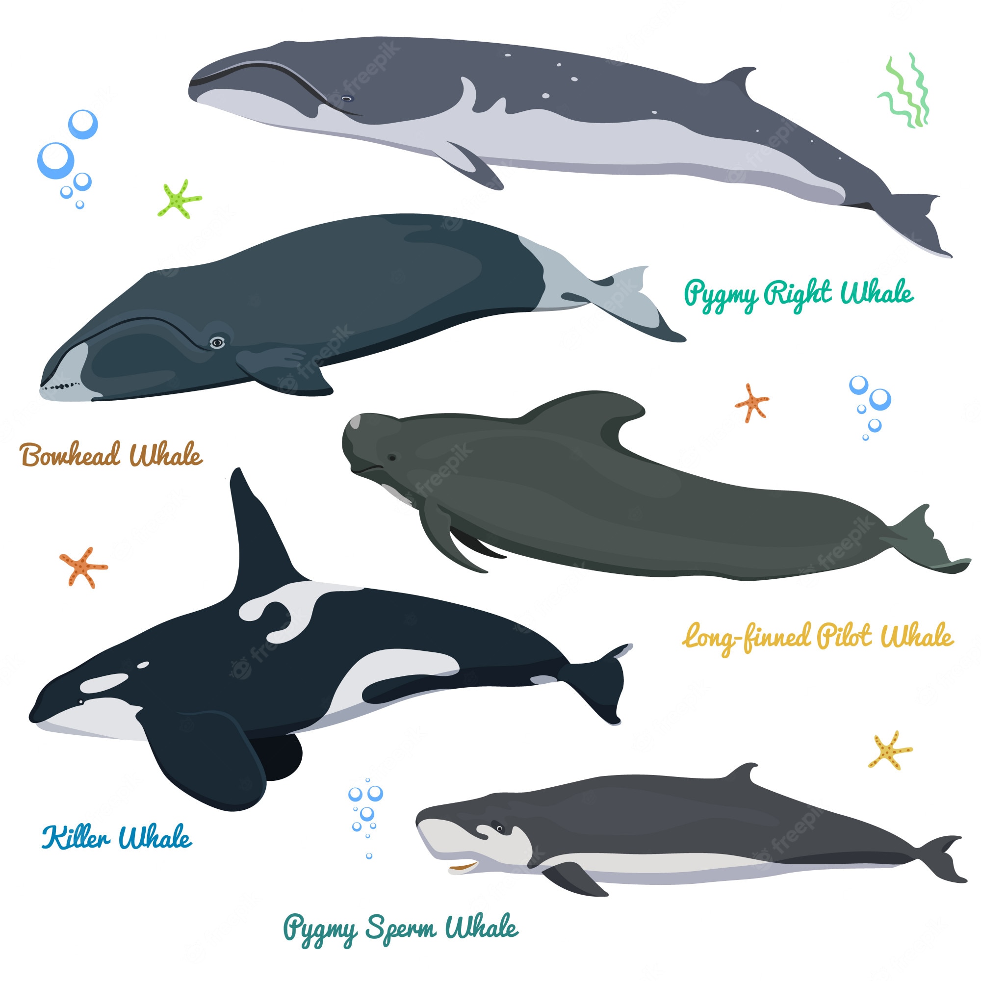 Bowhead Whales Wallpapers