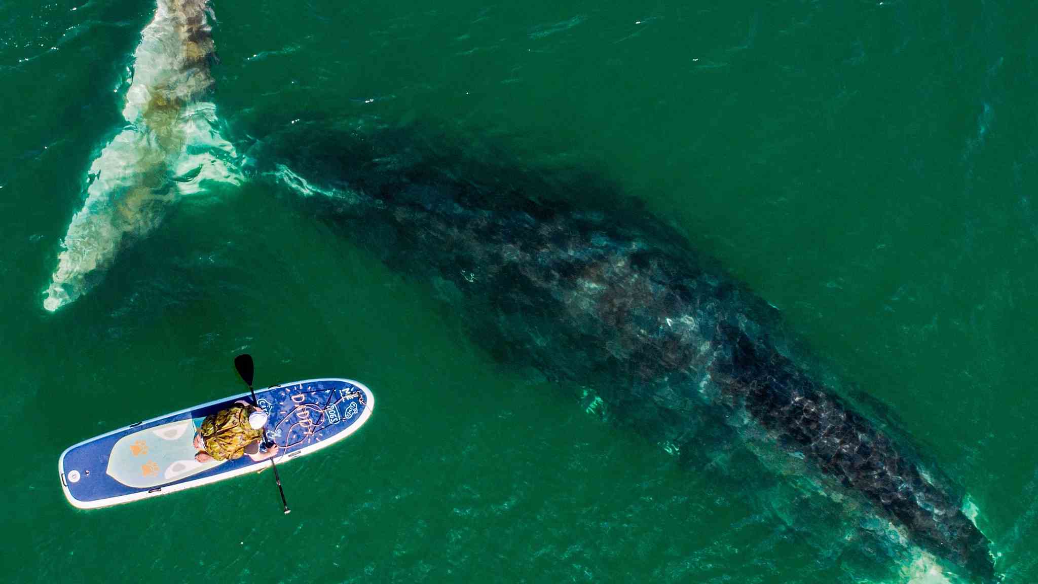 Bowhead Whales Wallpapers