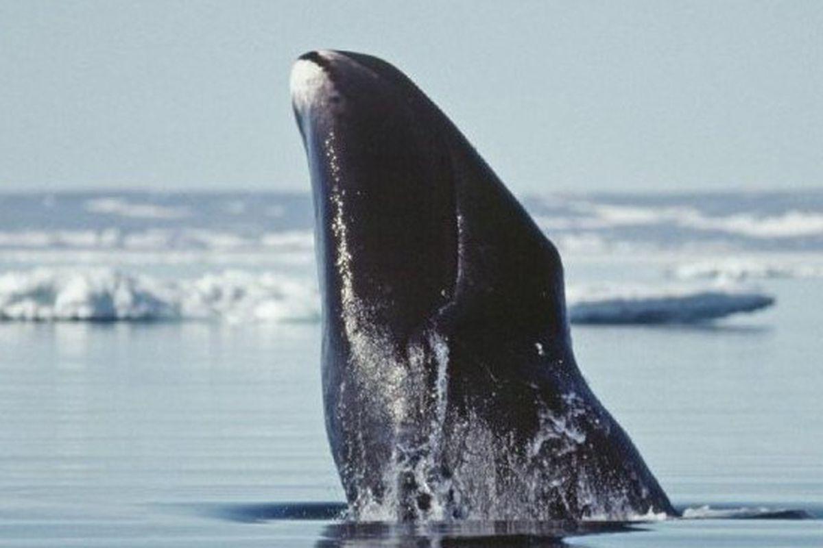 Bowhead Whales Wallpapers