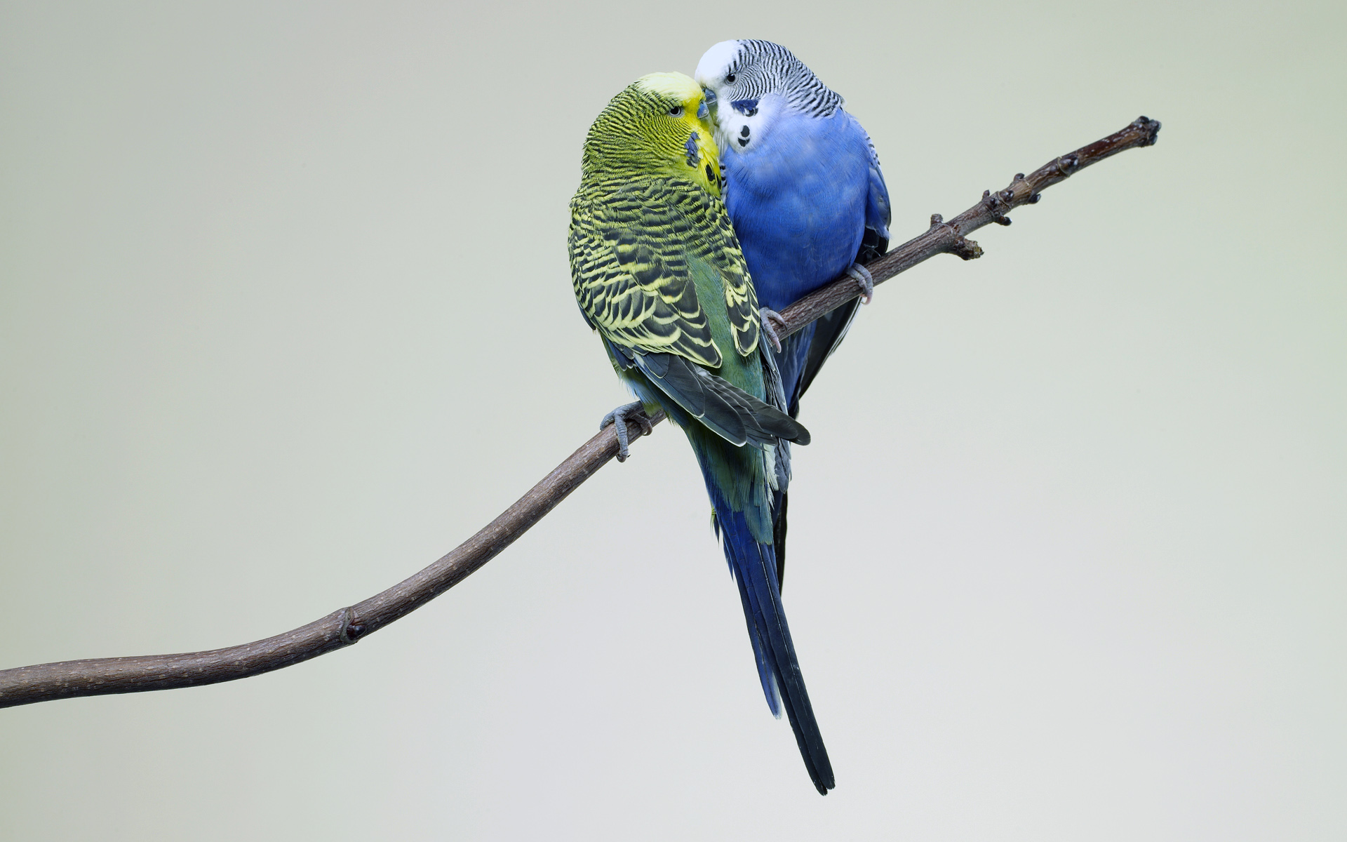 Budgerigar Wallpapers