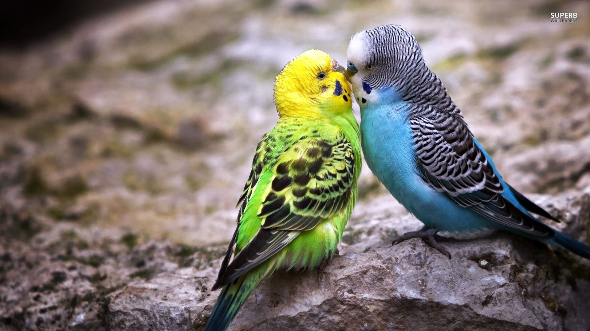 Budgerigar Wallpapers