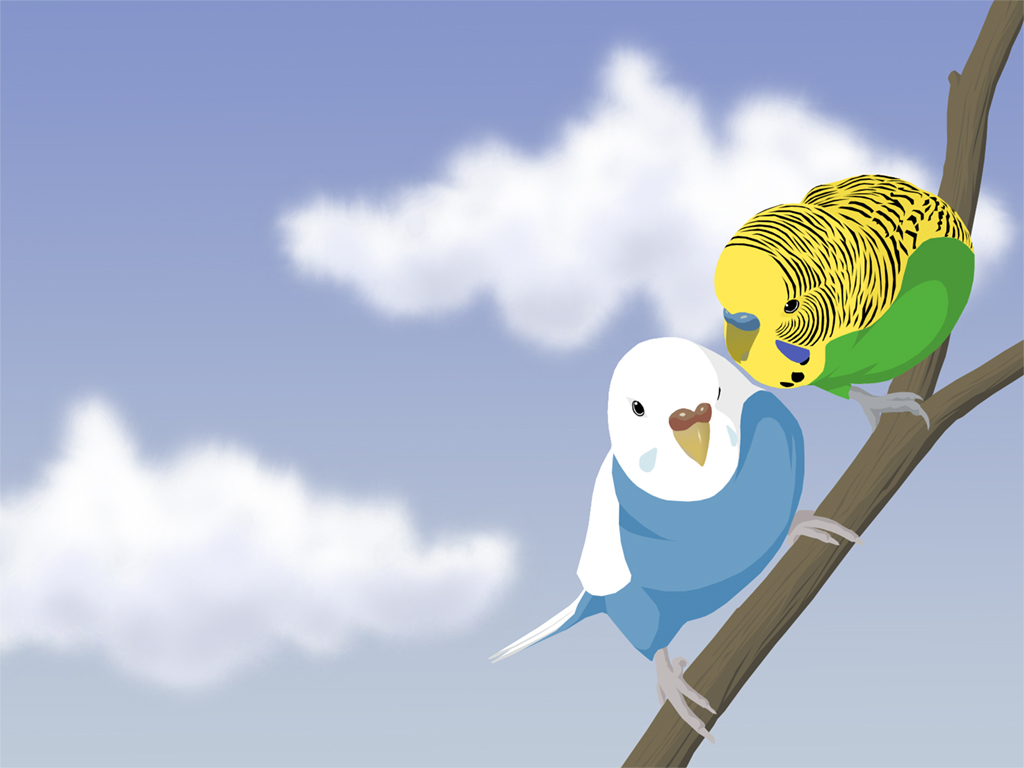 Budgerigar Wallpapers