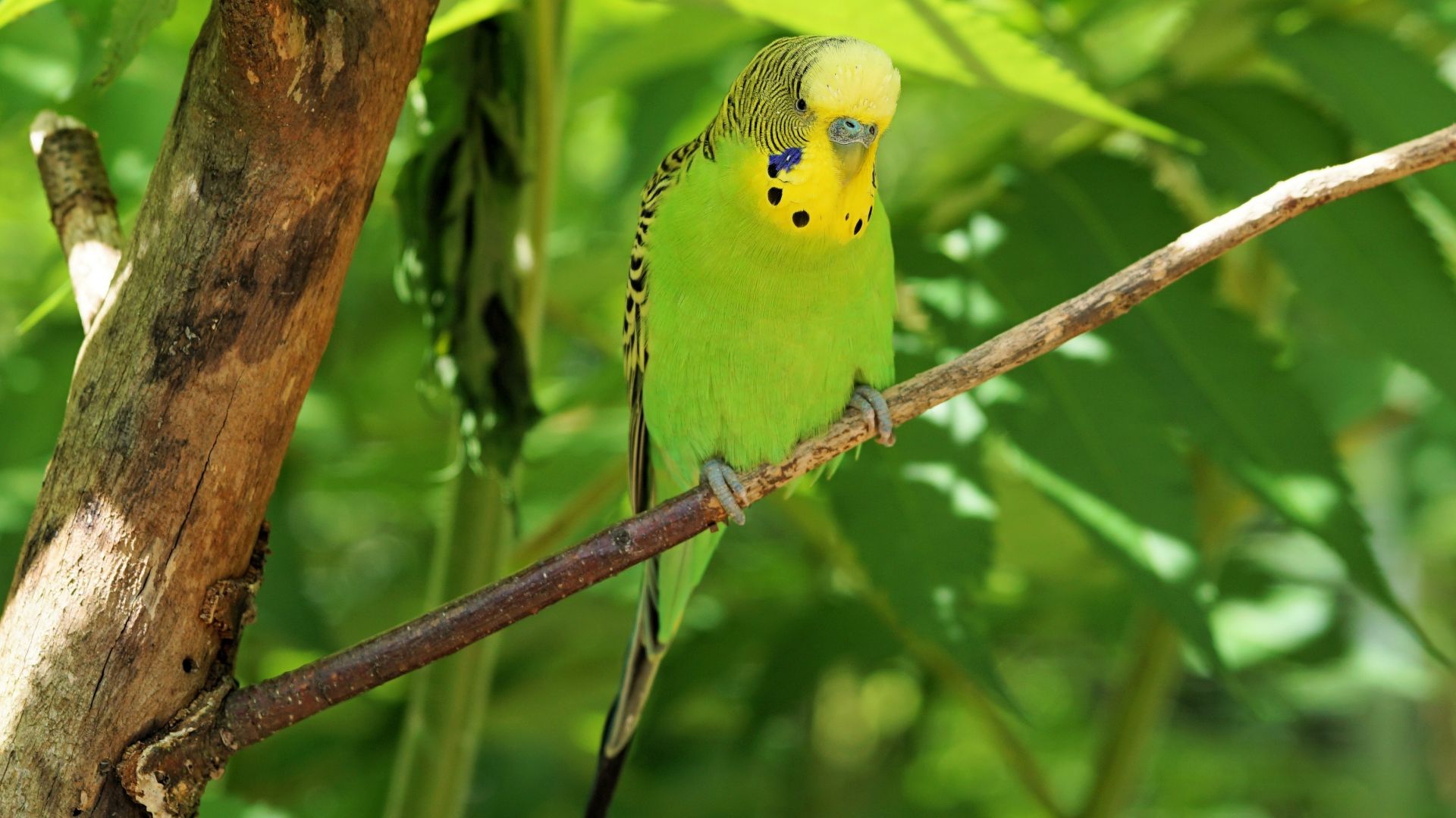 Budgerigar Wallpapers