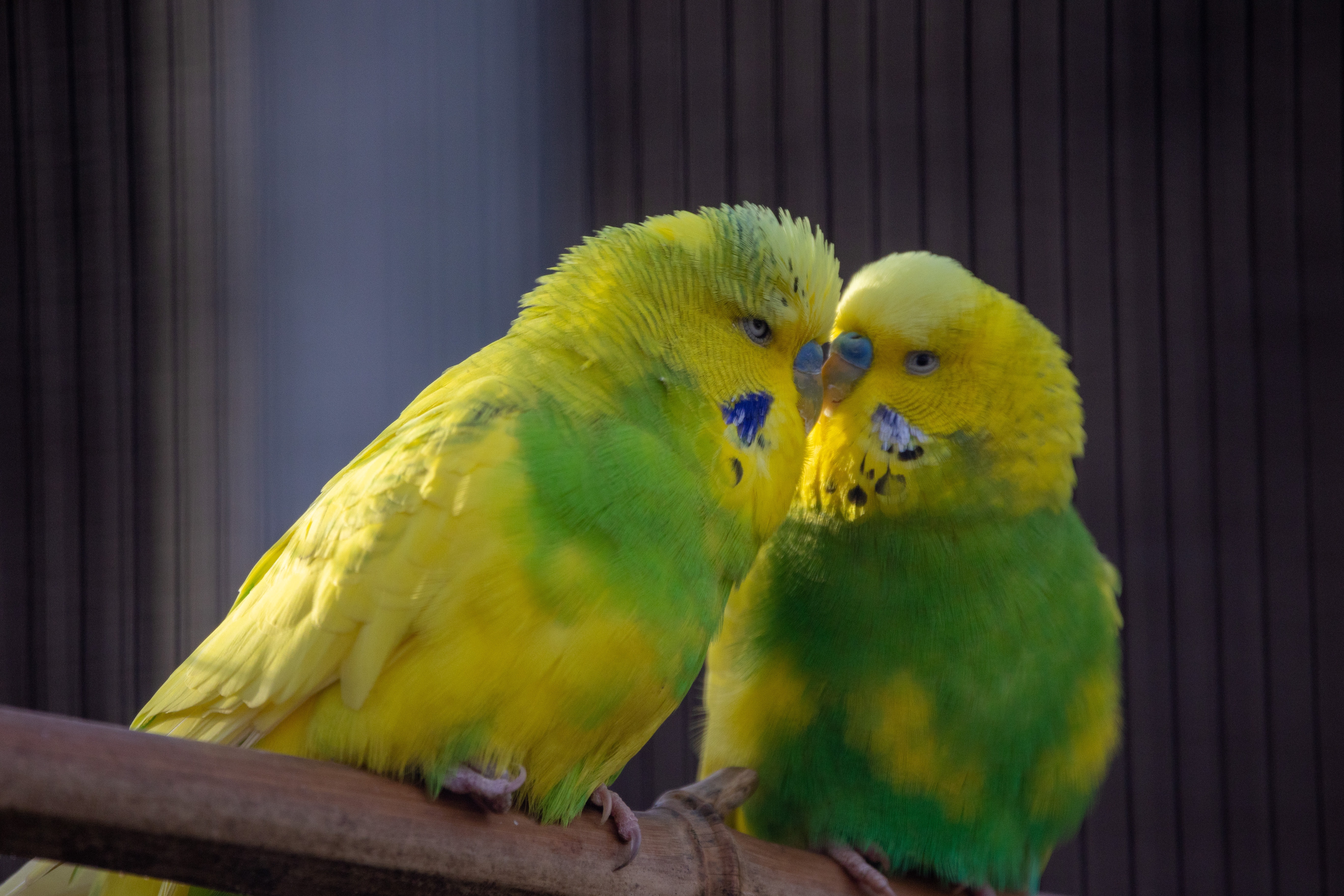 Budgerigar Wallpapers