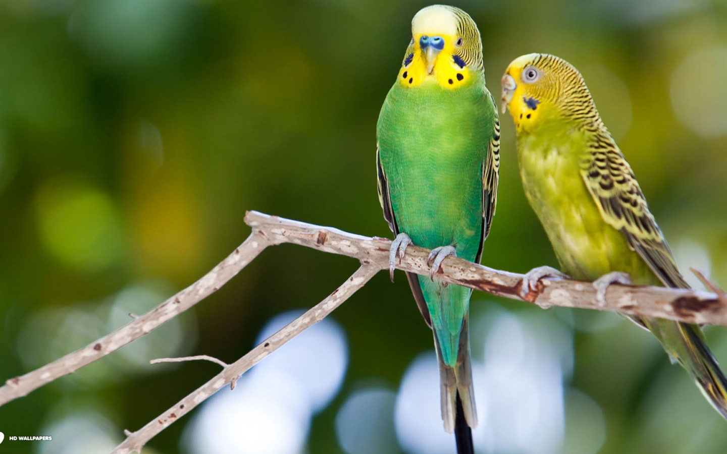 Budgerigar Wallpapers