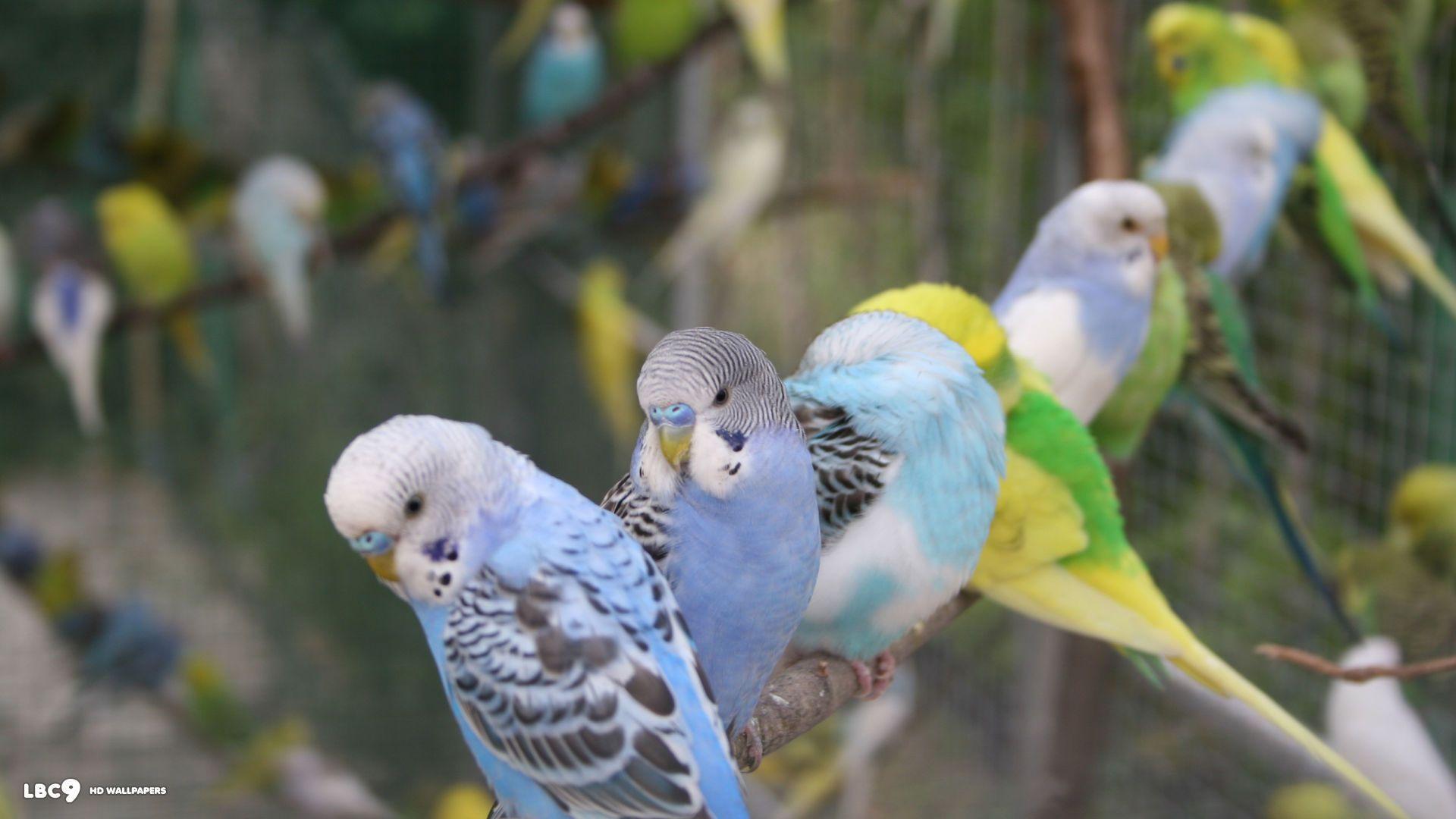 Budgerigar Wallpapers