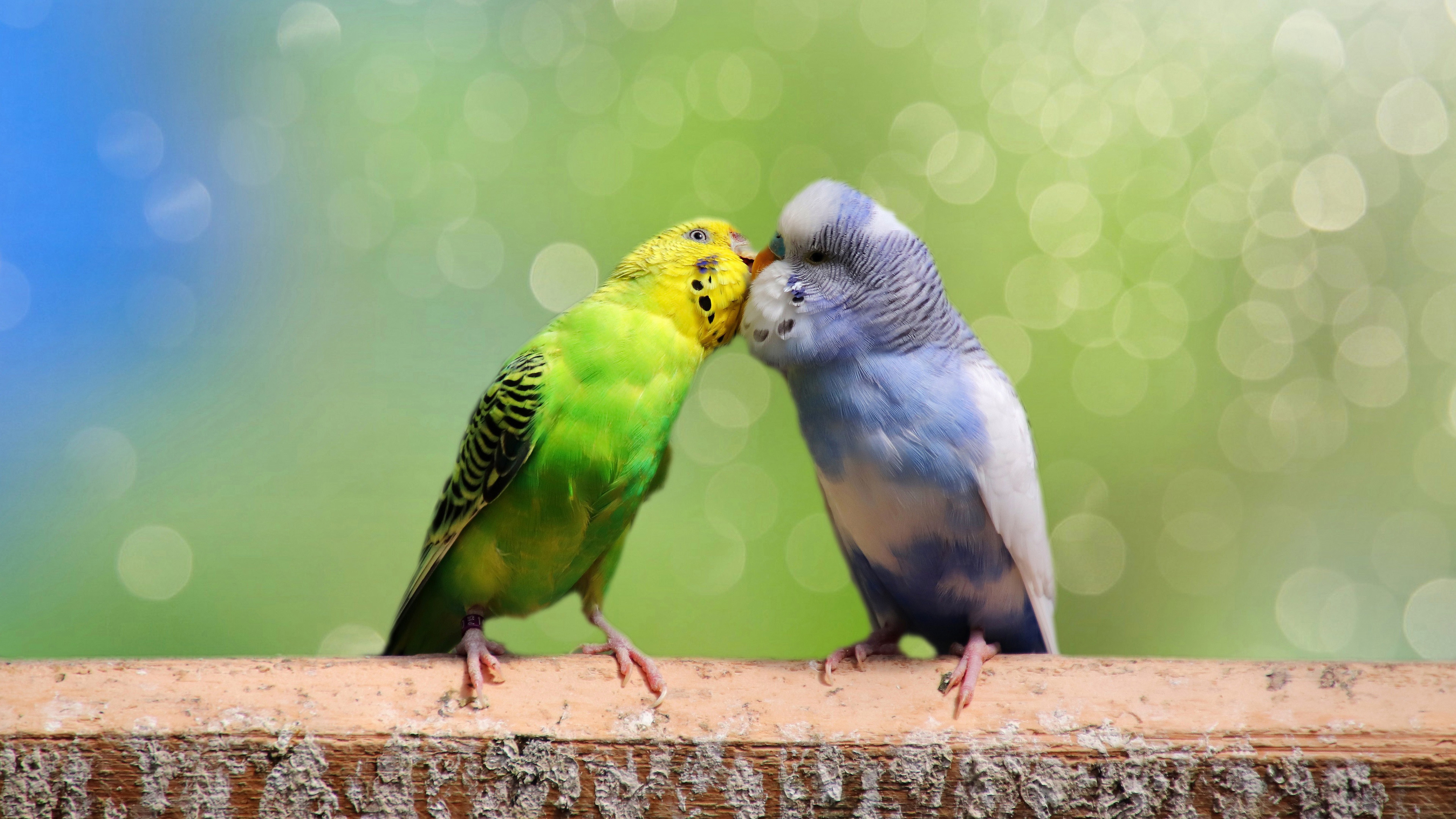 Budgerigar Wallpapers