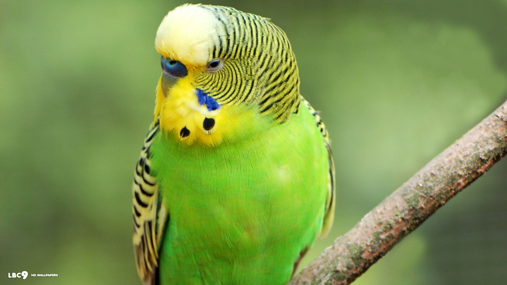 Budgerigar Wallpapers