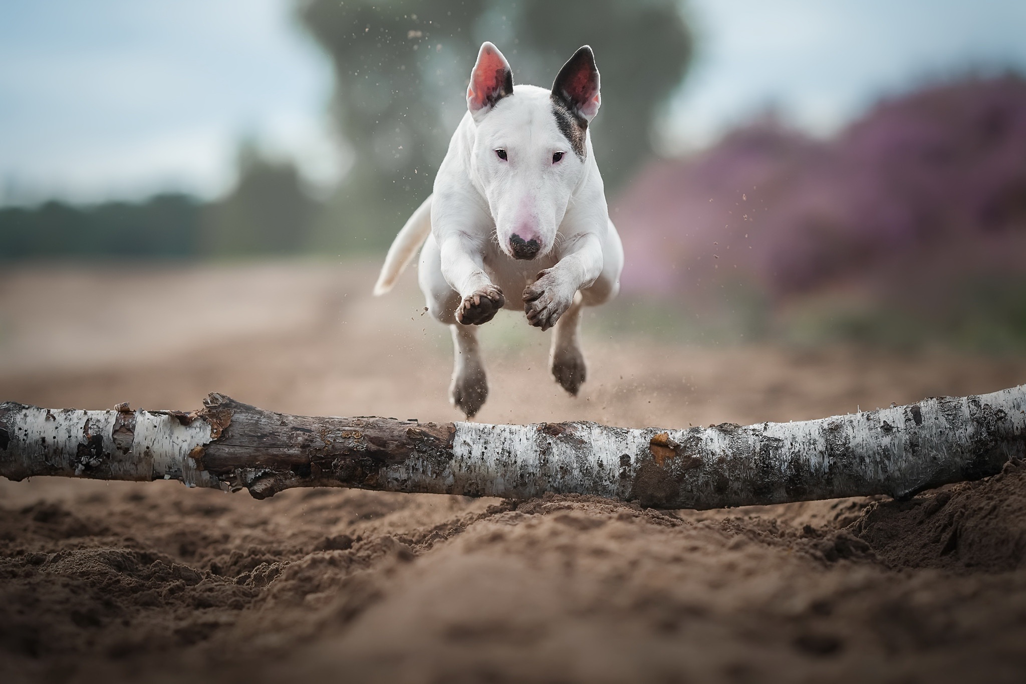 Bull Terrier Wallpapers