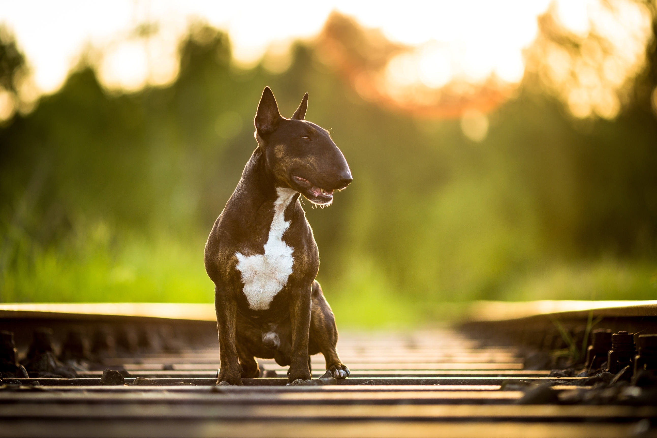 Bull Terrier Wallpapers