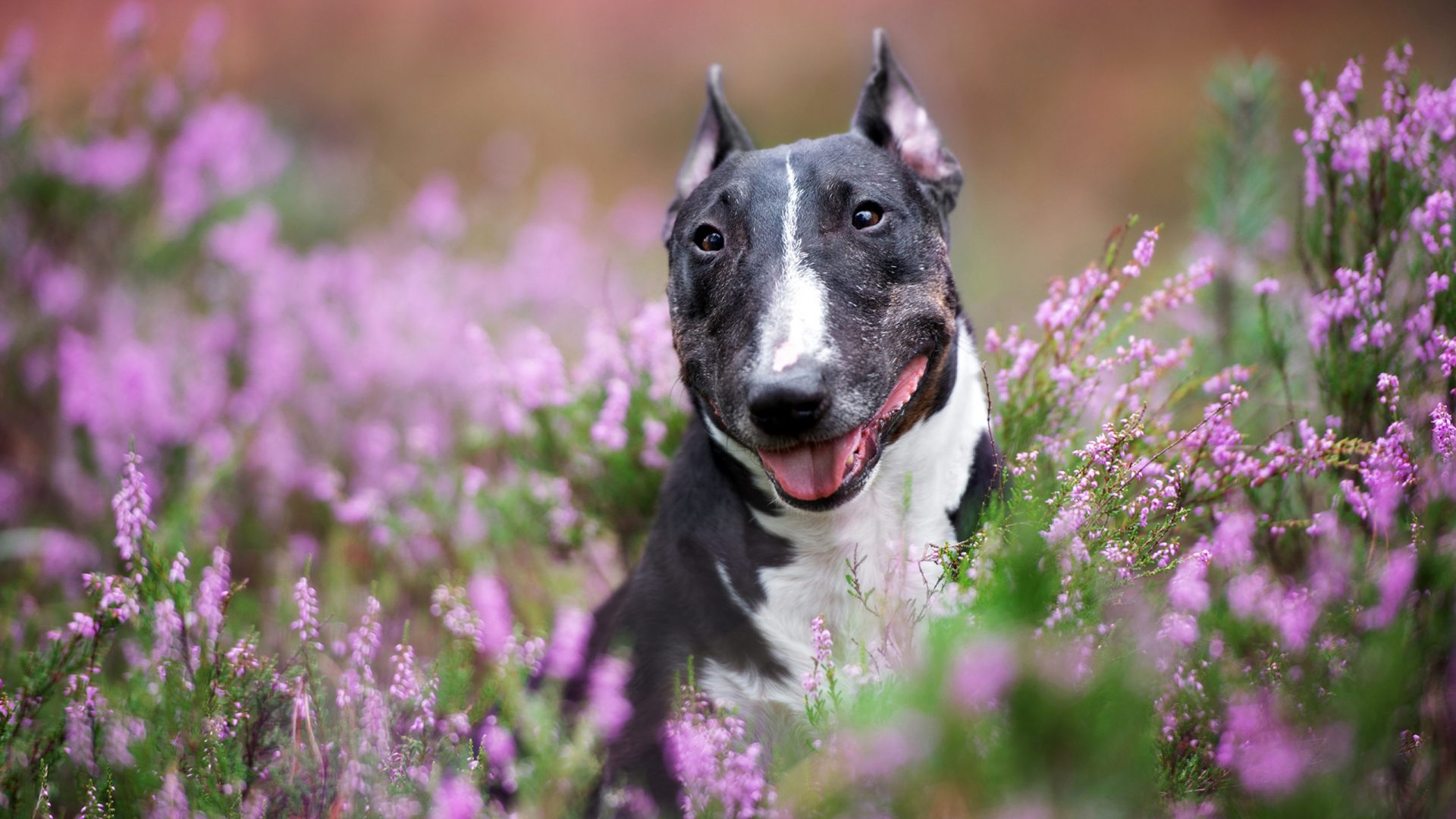 Bull Terrier Wallpapers