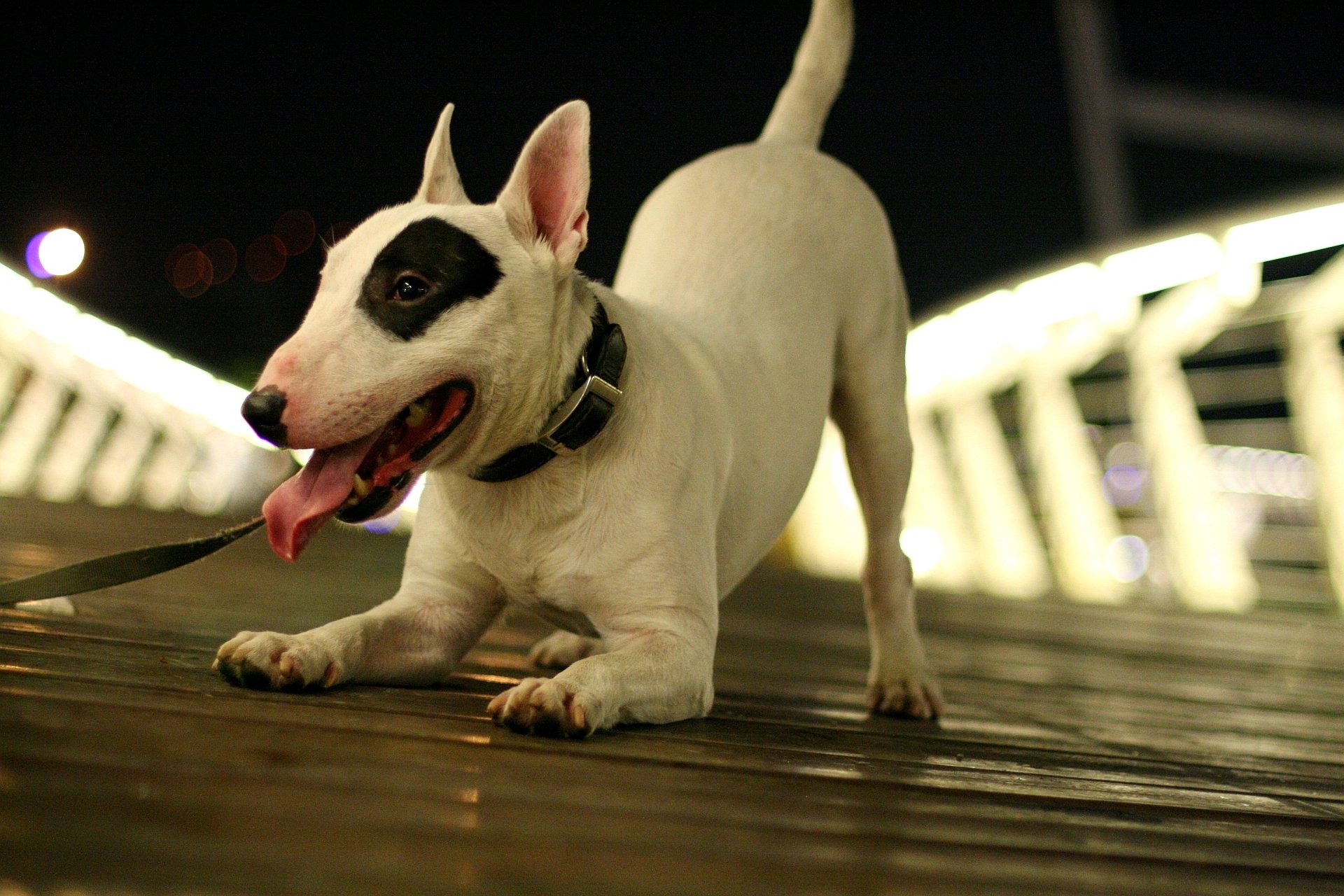 Bull Terrier Wallpapers