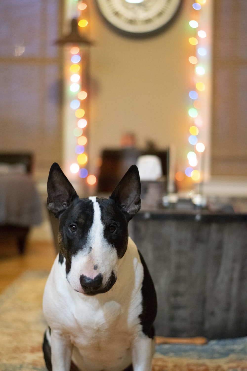 Bull Terrier Wallpapers