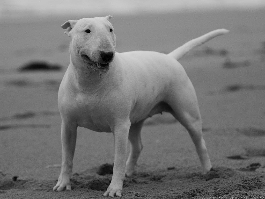 Bull Terrier Wallpapers