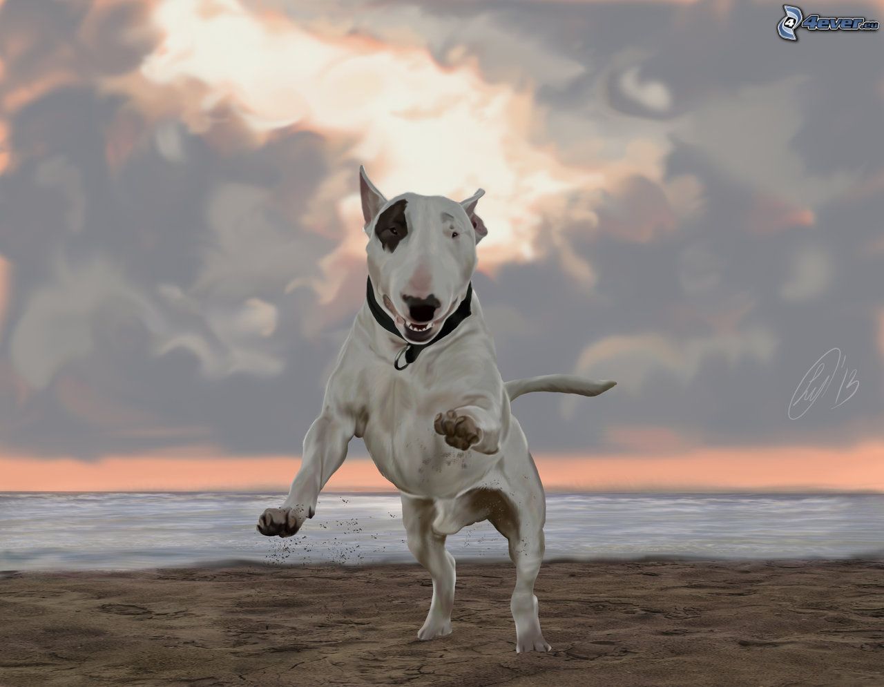 Bull Terrier Wallpapers