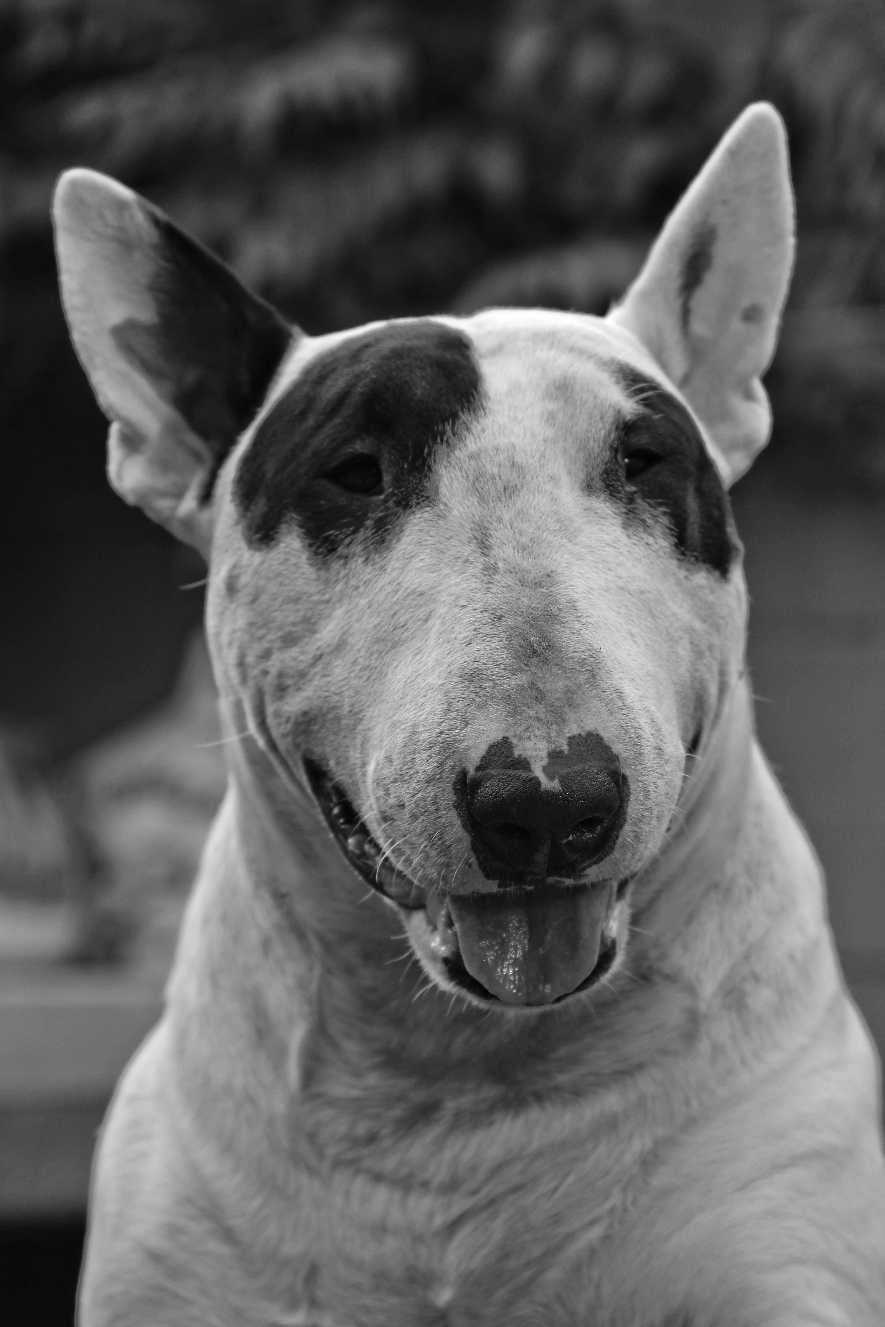 Bull Terrier Wallpapers