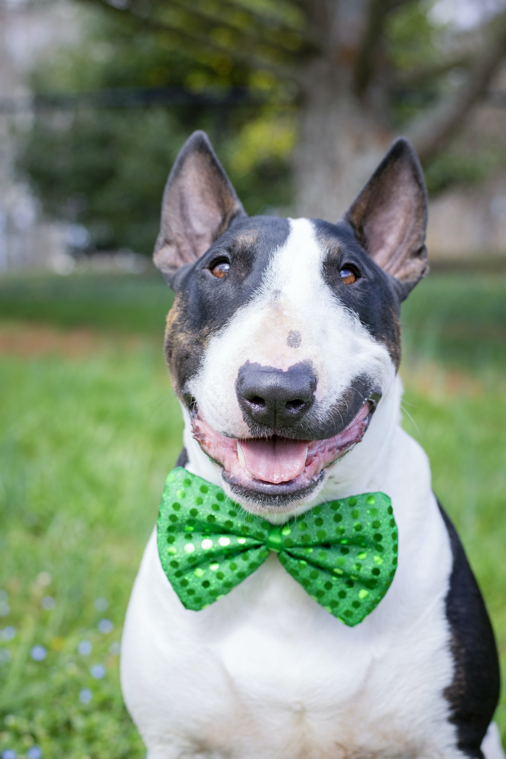 Bull Terrier Wallpapers