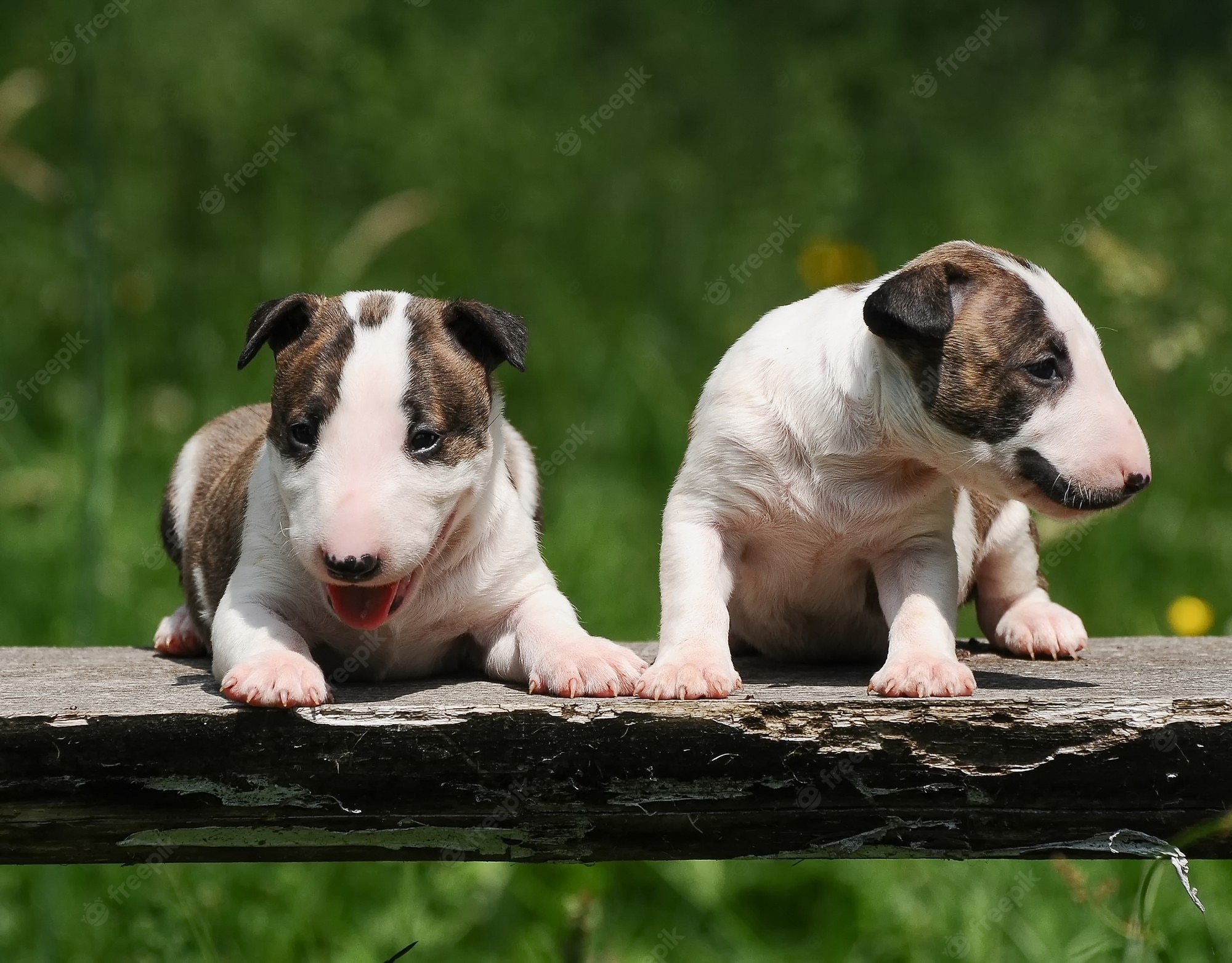 Bull Terrier Wallpapers