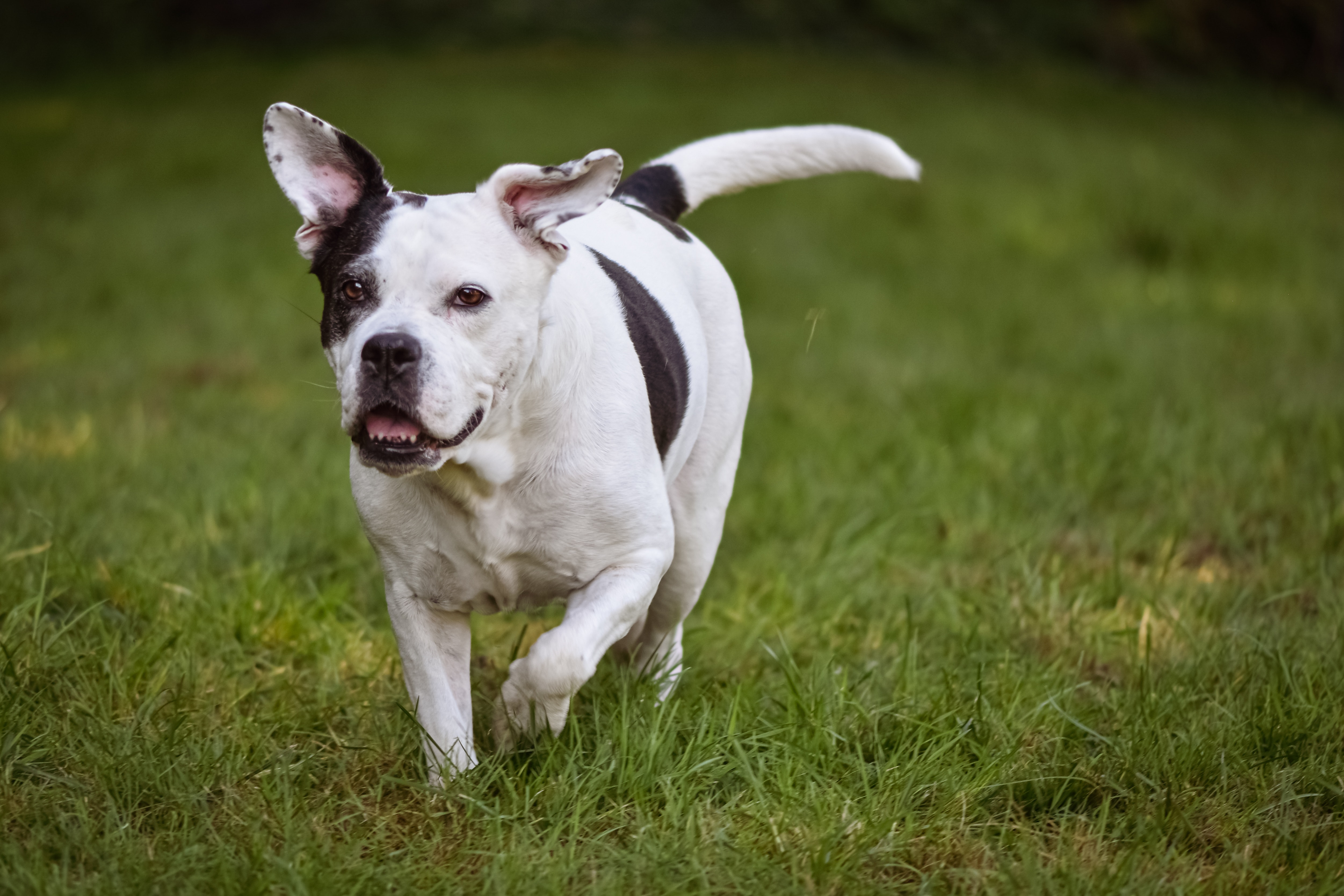 Bull Terrier Wallpapers