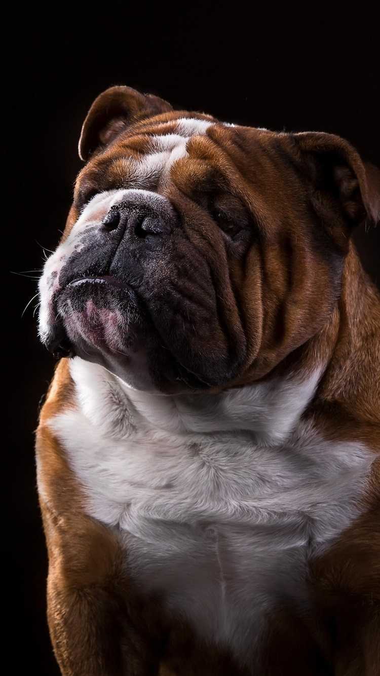 Bulldog Wallpapers