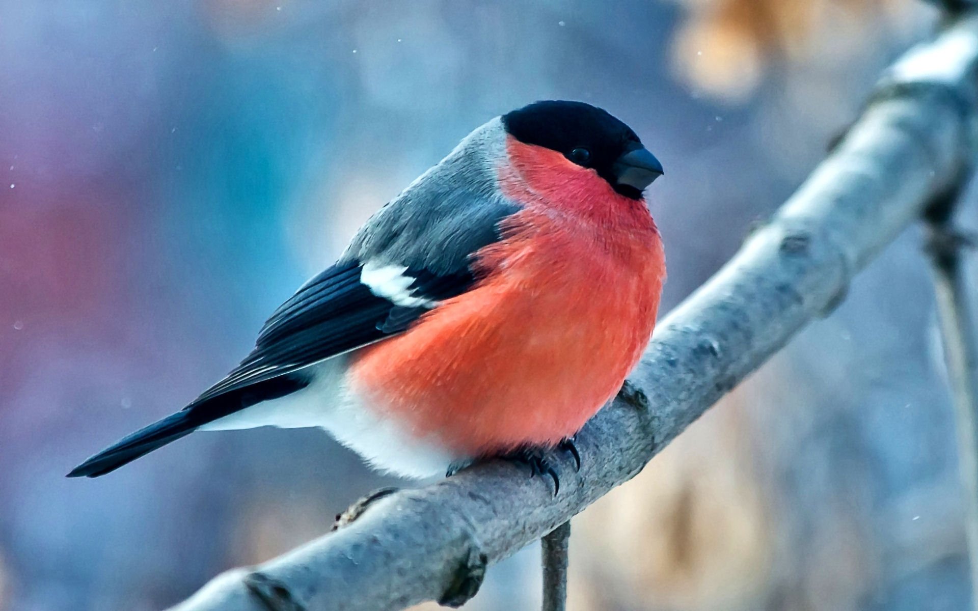 Bullfinch Wallpapers