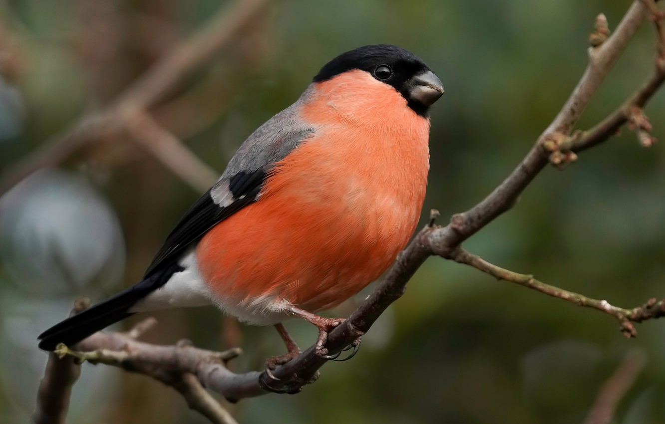 Bullfinch Wallpapers