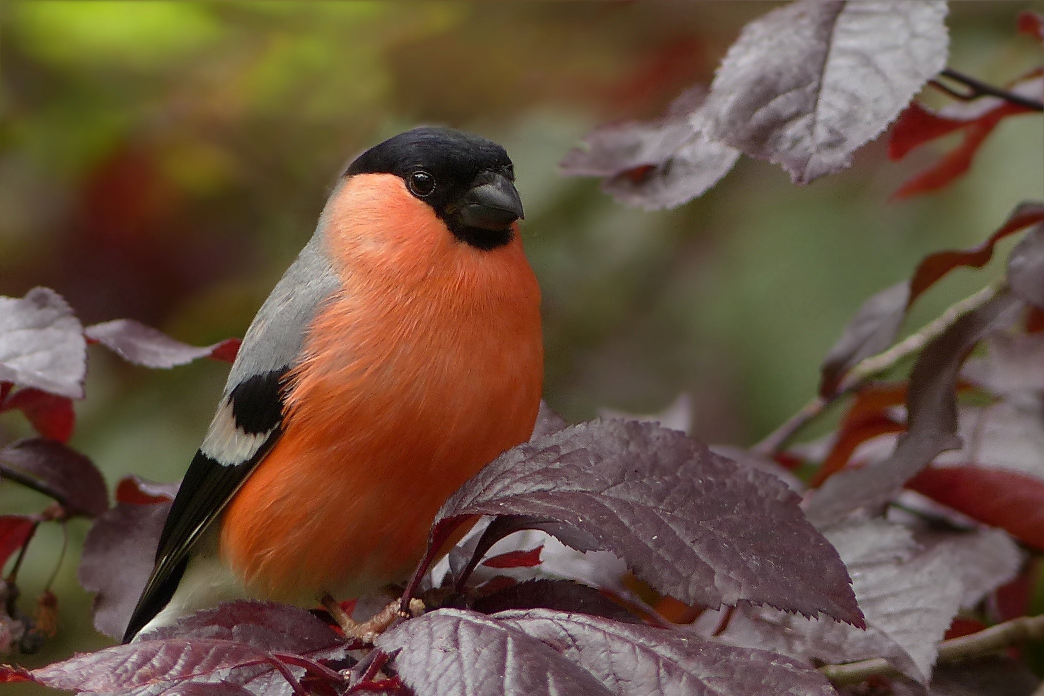 Bullfinch Wallpapers