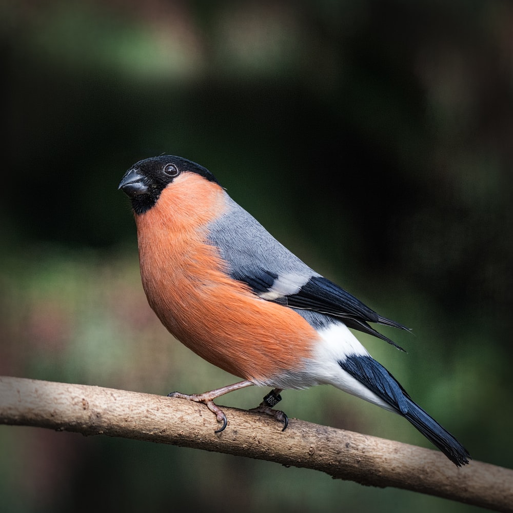 Bullfinch Wallpapers